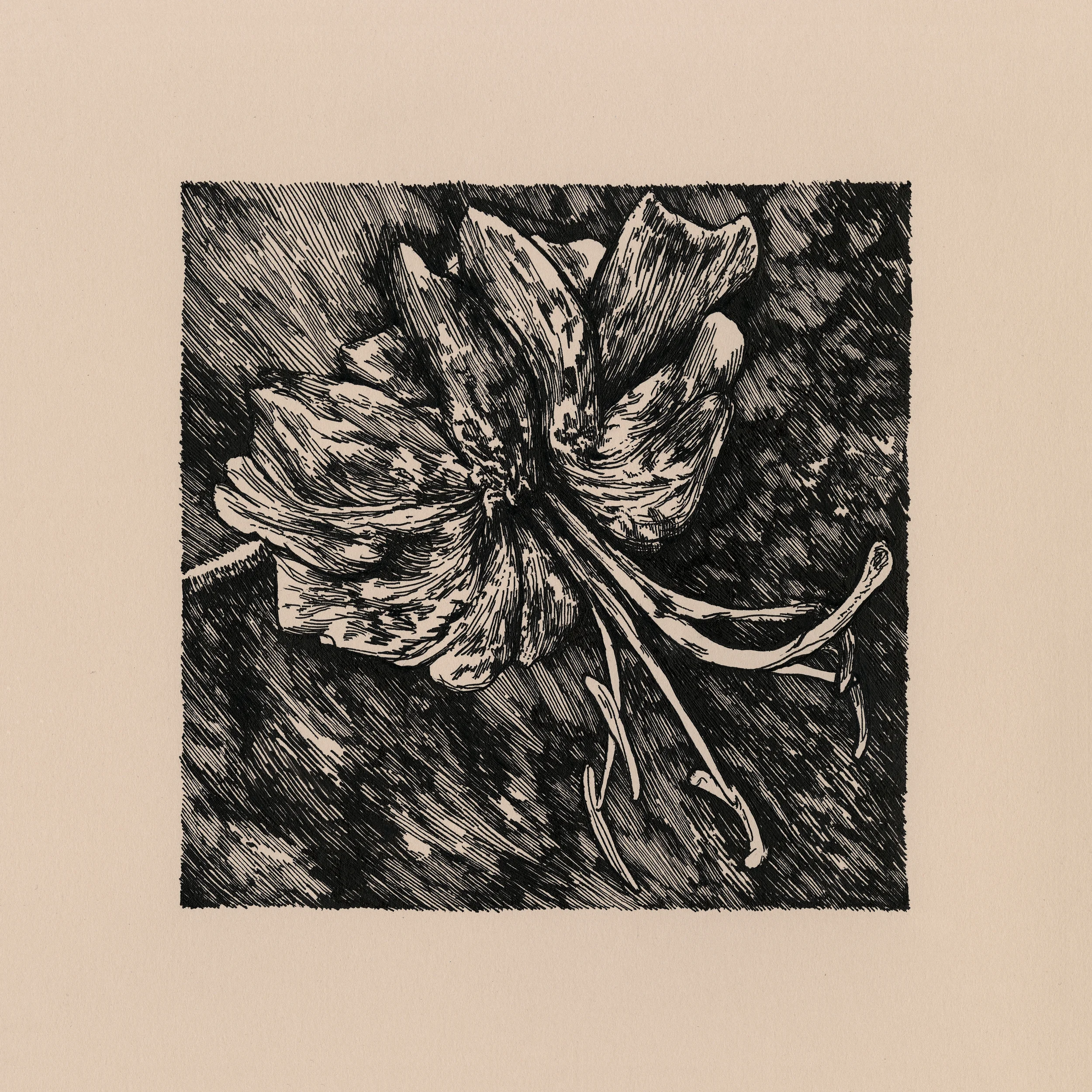 Bloom Nº 1 , 2015 Ink on Paper 9 in x 9 in