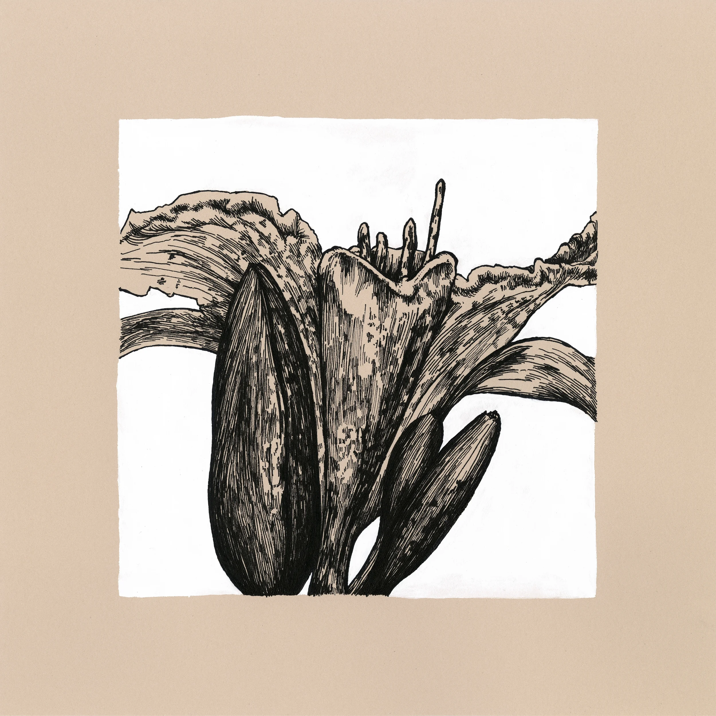 Bloom Nº 2, 2015 Ink and gouache on Paper 9 in x 9 in