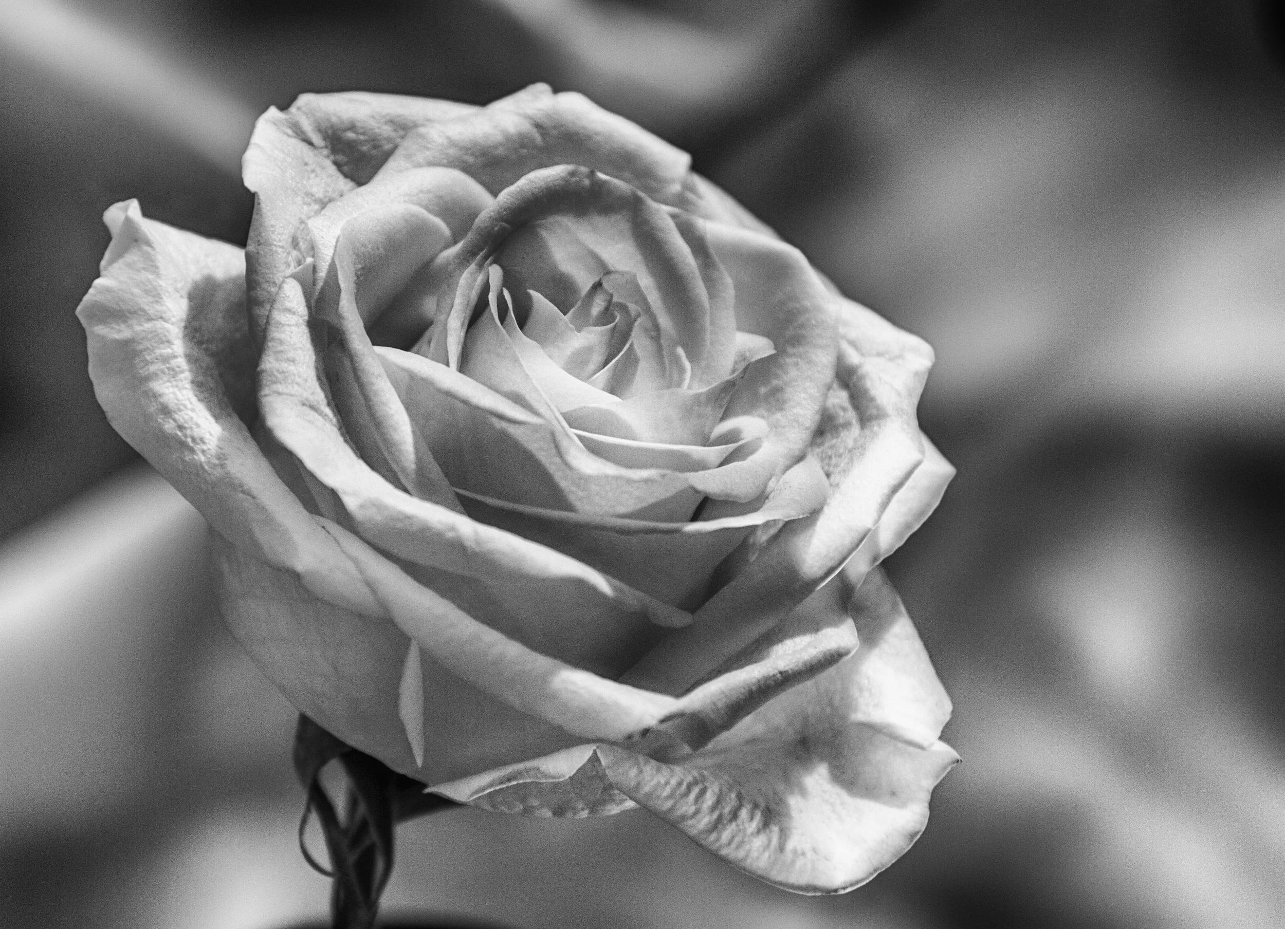 B&W12RoseDCarrigan.jpg