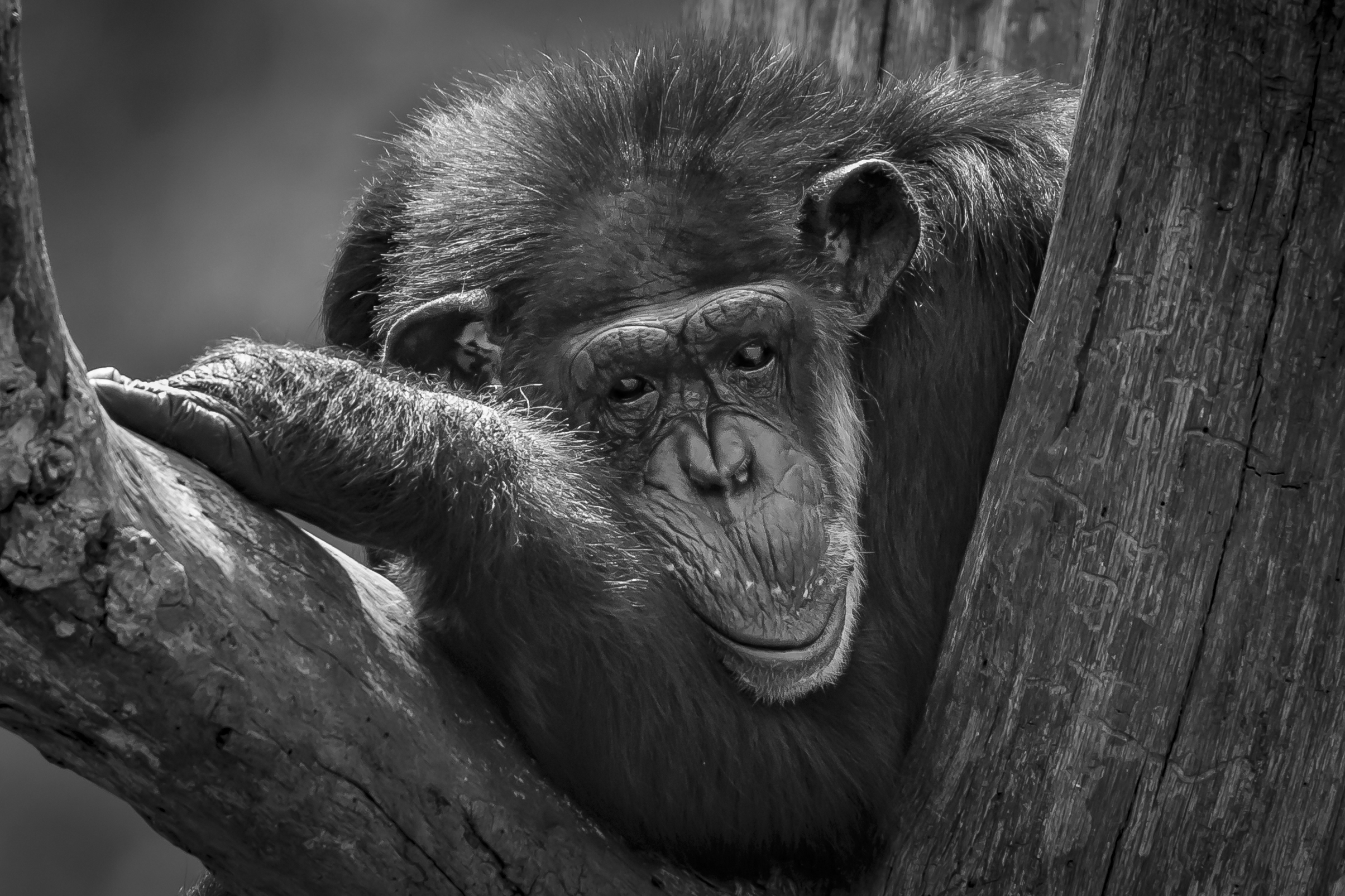 The Monkey Business