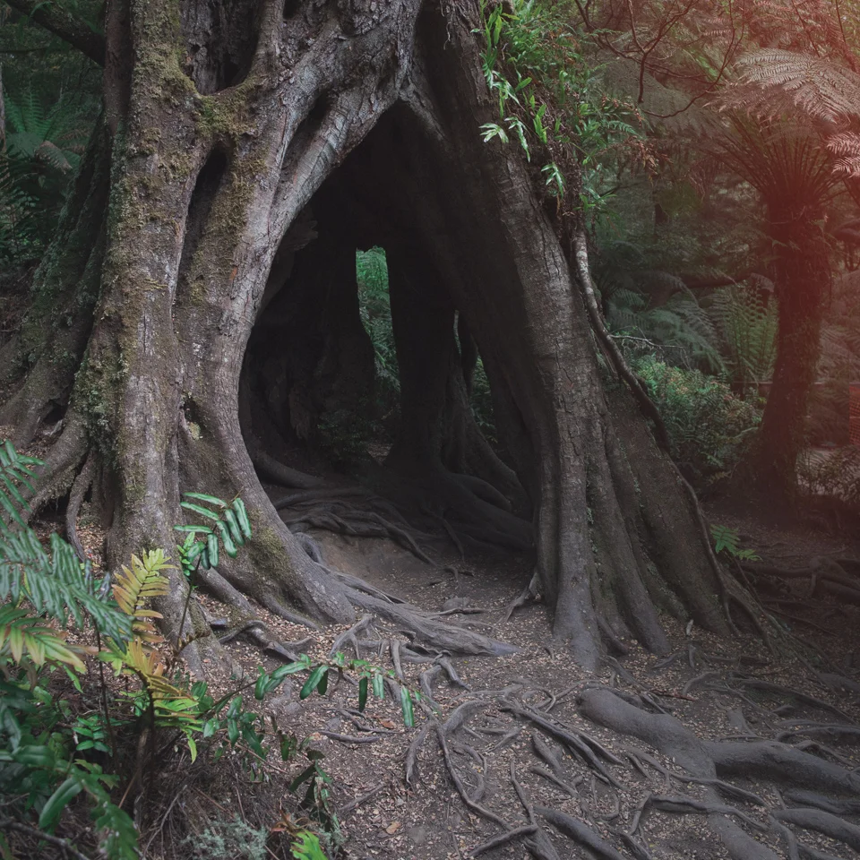 rainforrest (1 of 1).jpg