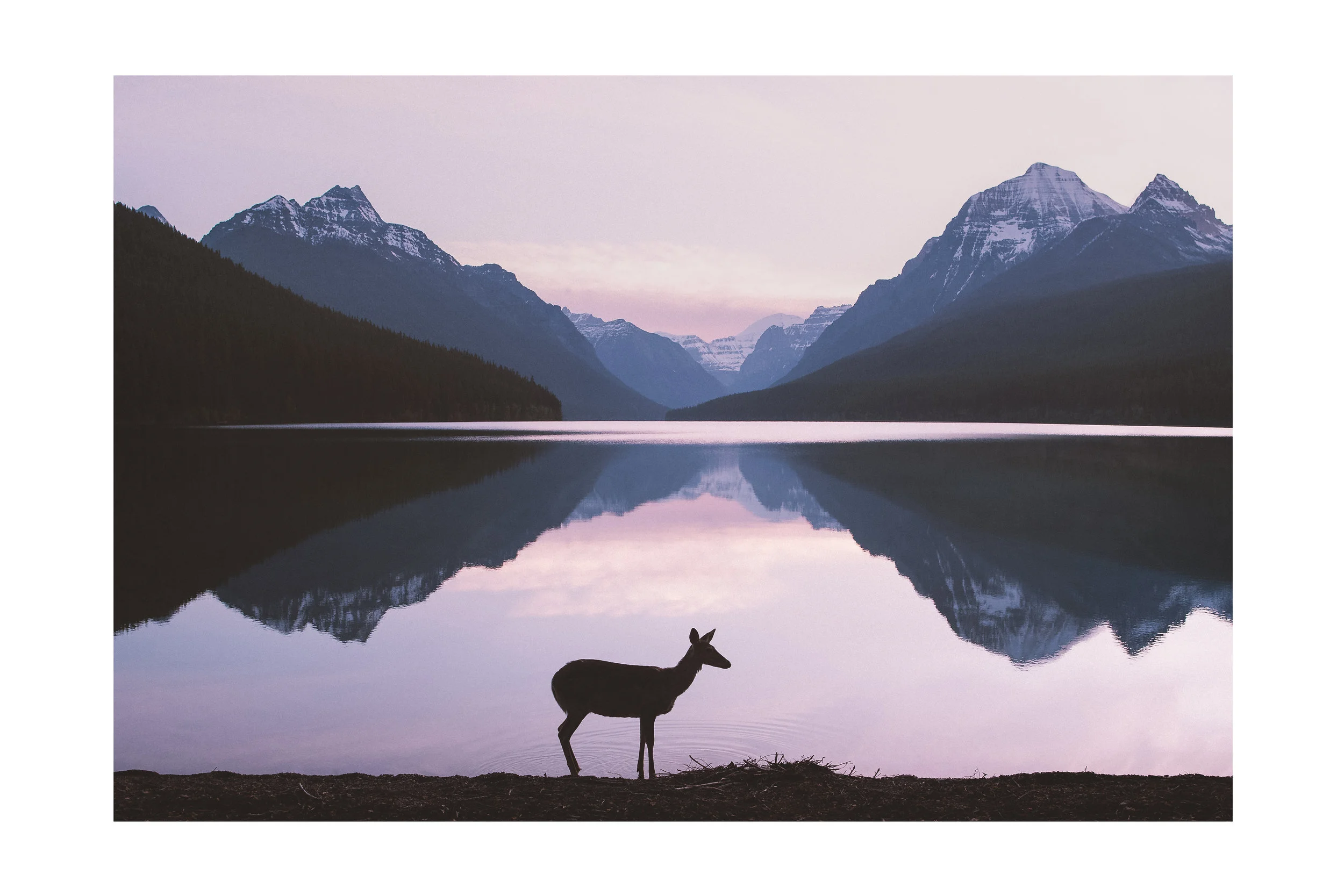 Deer Morning.jpg