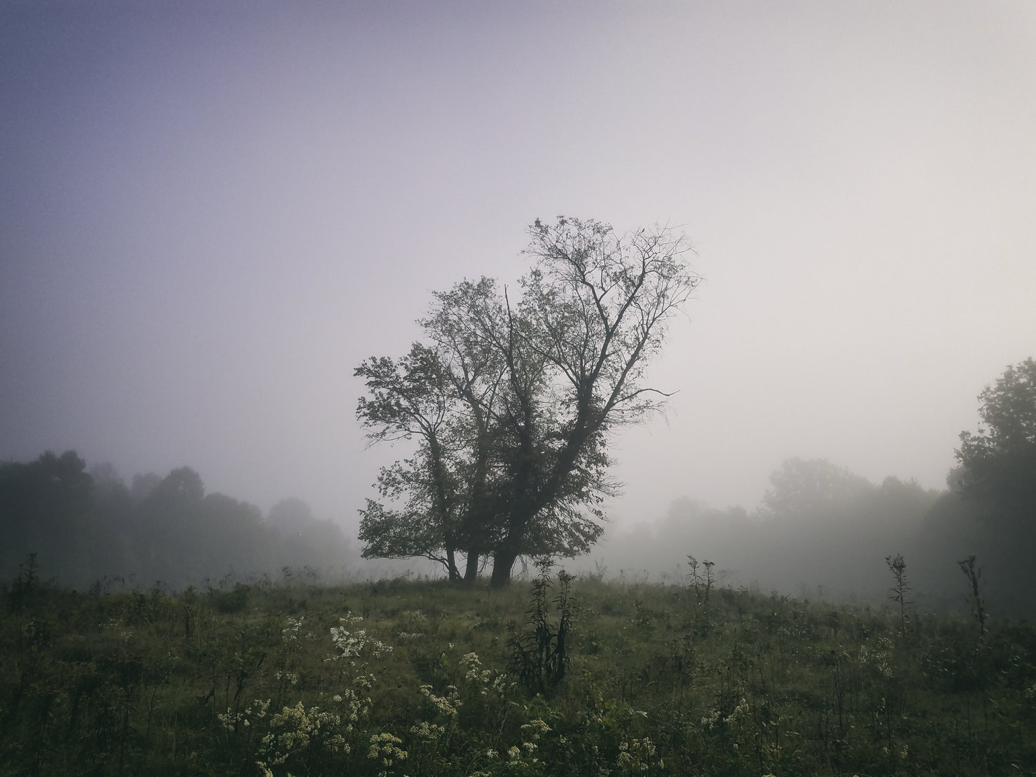 MAJESTIC TREES