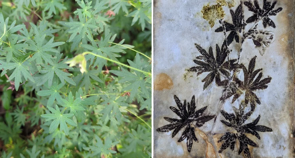  BLOODY CRANE'S BILL (OHIO) - A cool little weed I found at a campground… surprised me with these gorgeous deep brown prints. Nearly black! The leaf does wilt fast, so consider that when printing. 