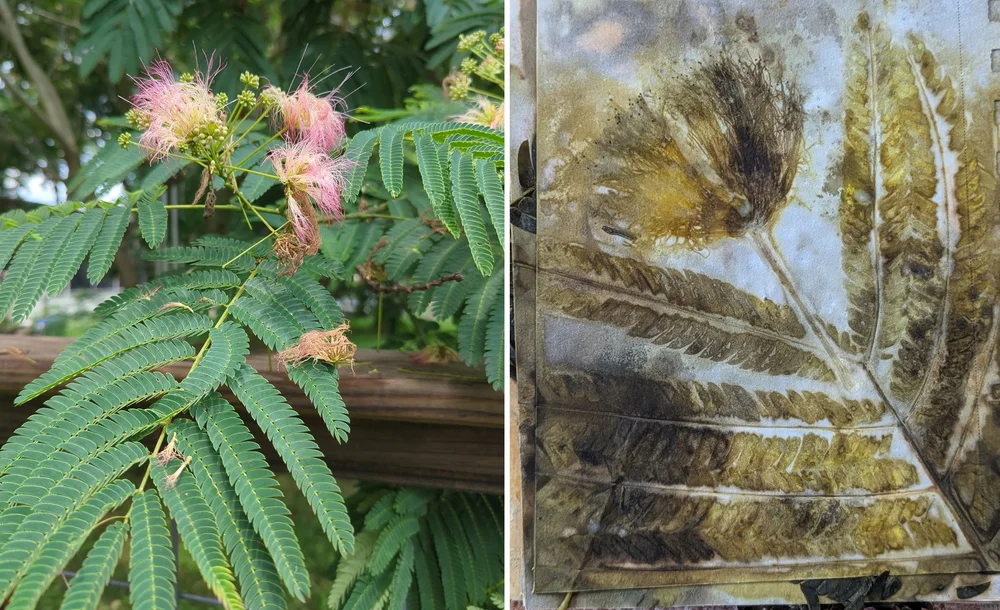  MIMOSA TREE (SOUTHERN OHIO) - I know these trees are more of a southern species, as I don’t see them in NE Ohio. They print interesting! Great texture and variation of color! I was surprised that all the feathery details of the blooms really get cap