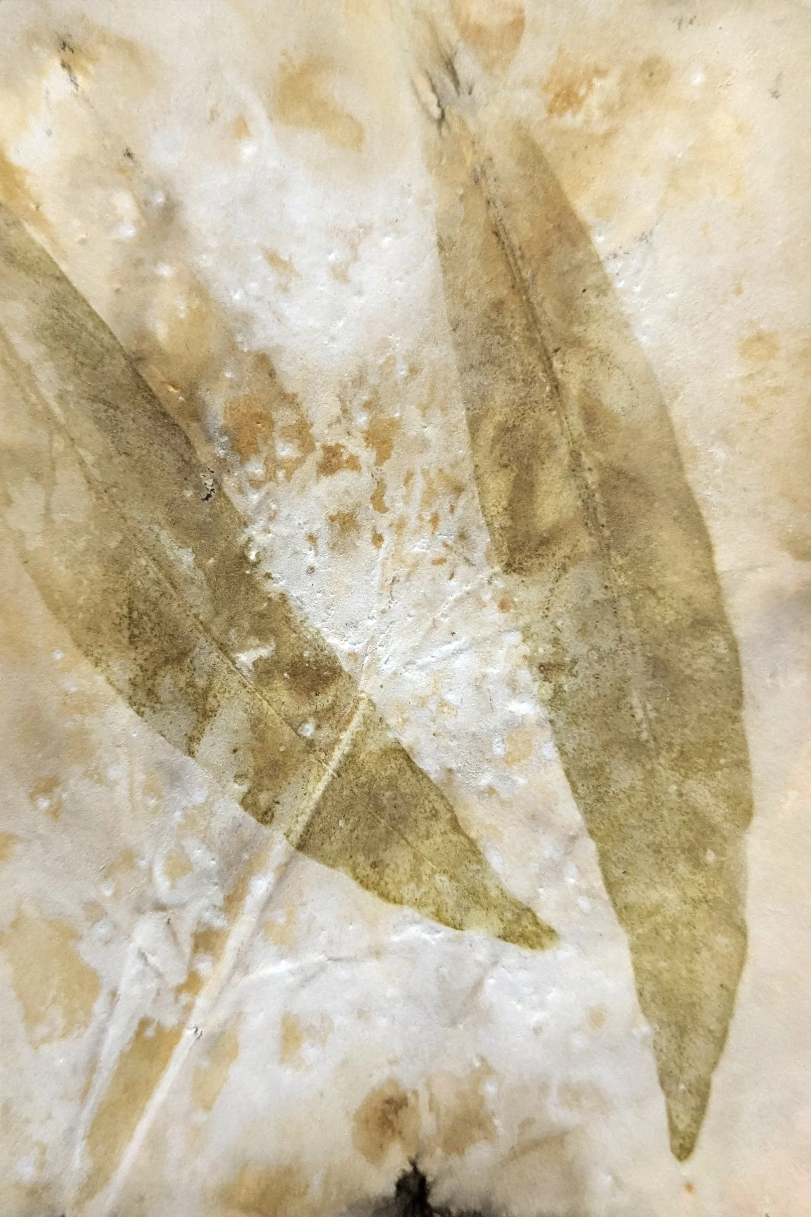 4x6_ecoprint_027.jpg