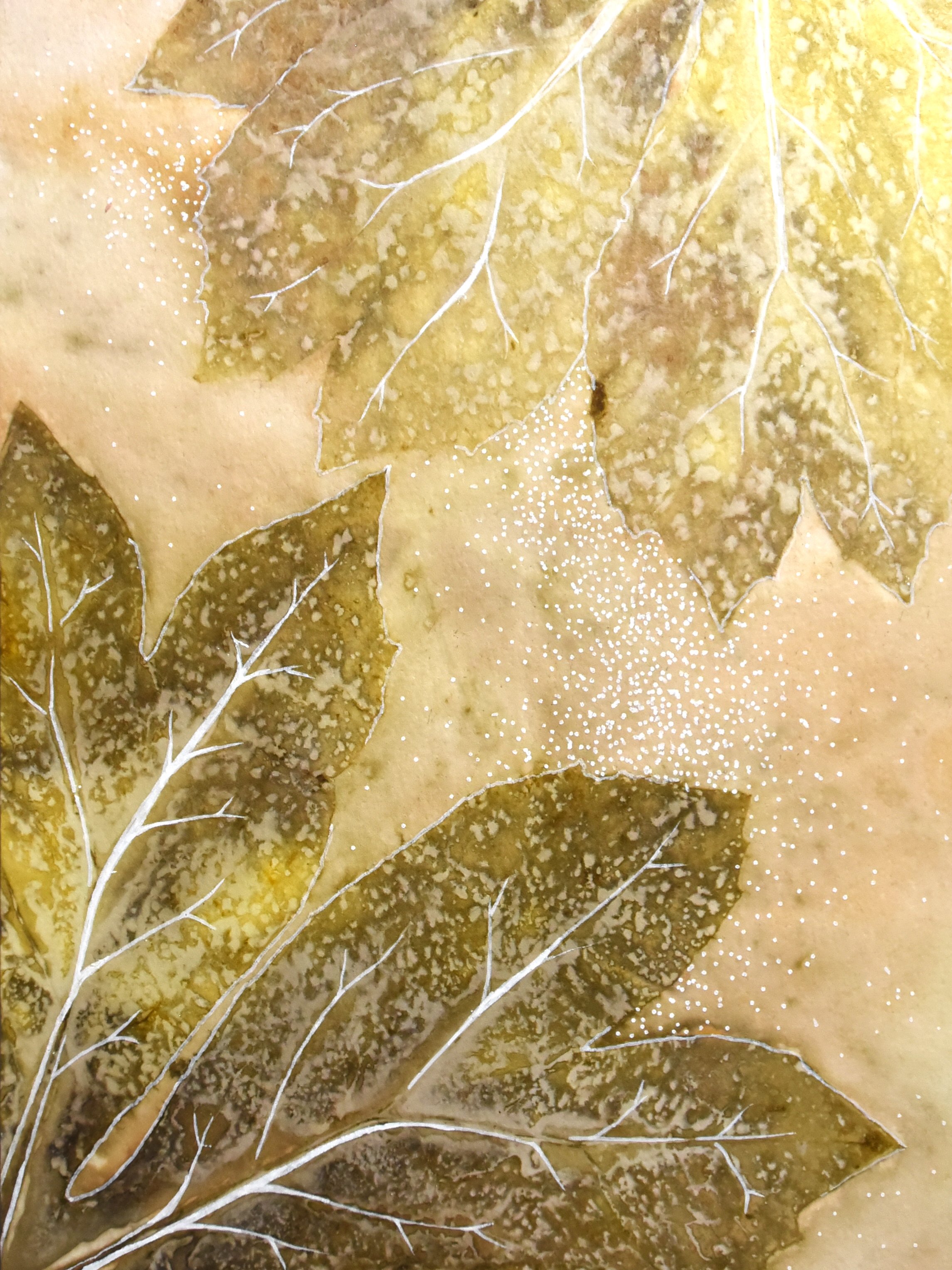 STreanor_MayappleBloom_cropped.jpg