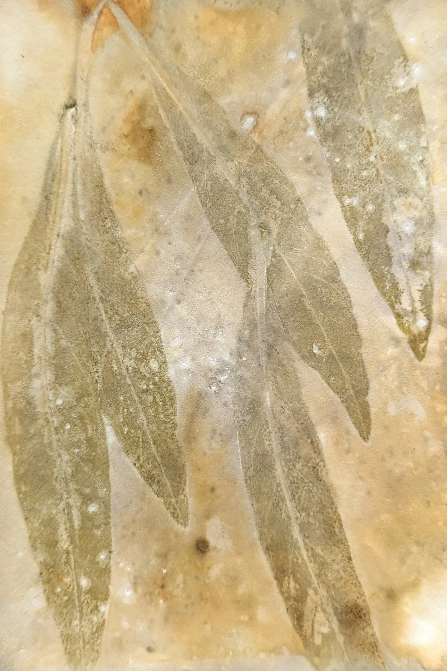 4x6_ecoprint_010.jpg