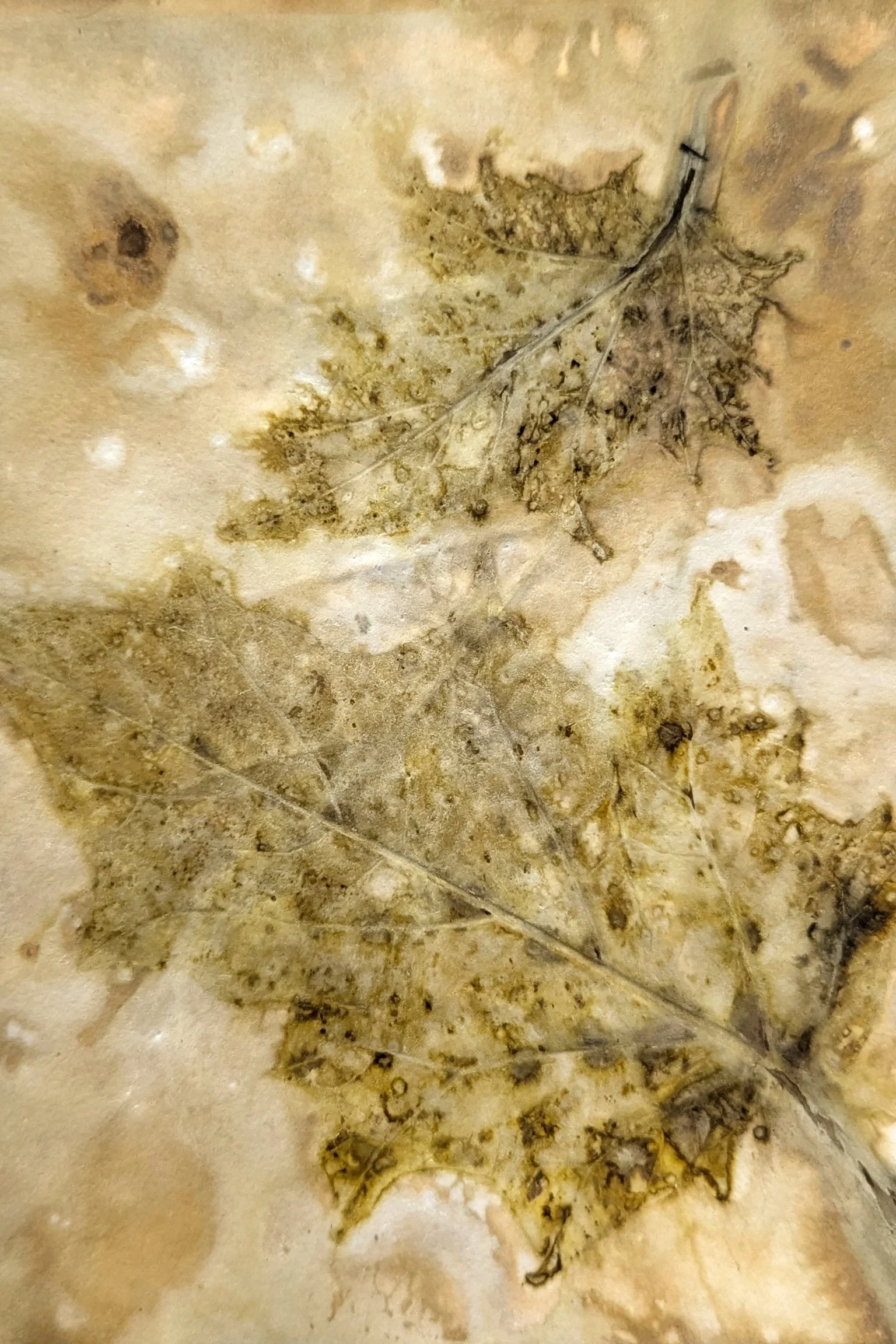 4x6_ecoprint_018.jpg