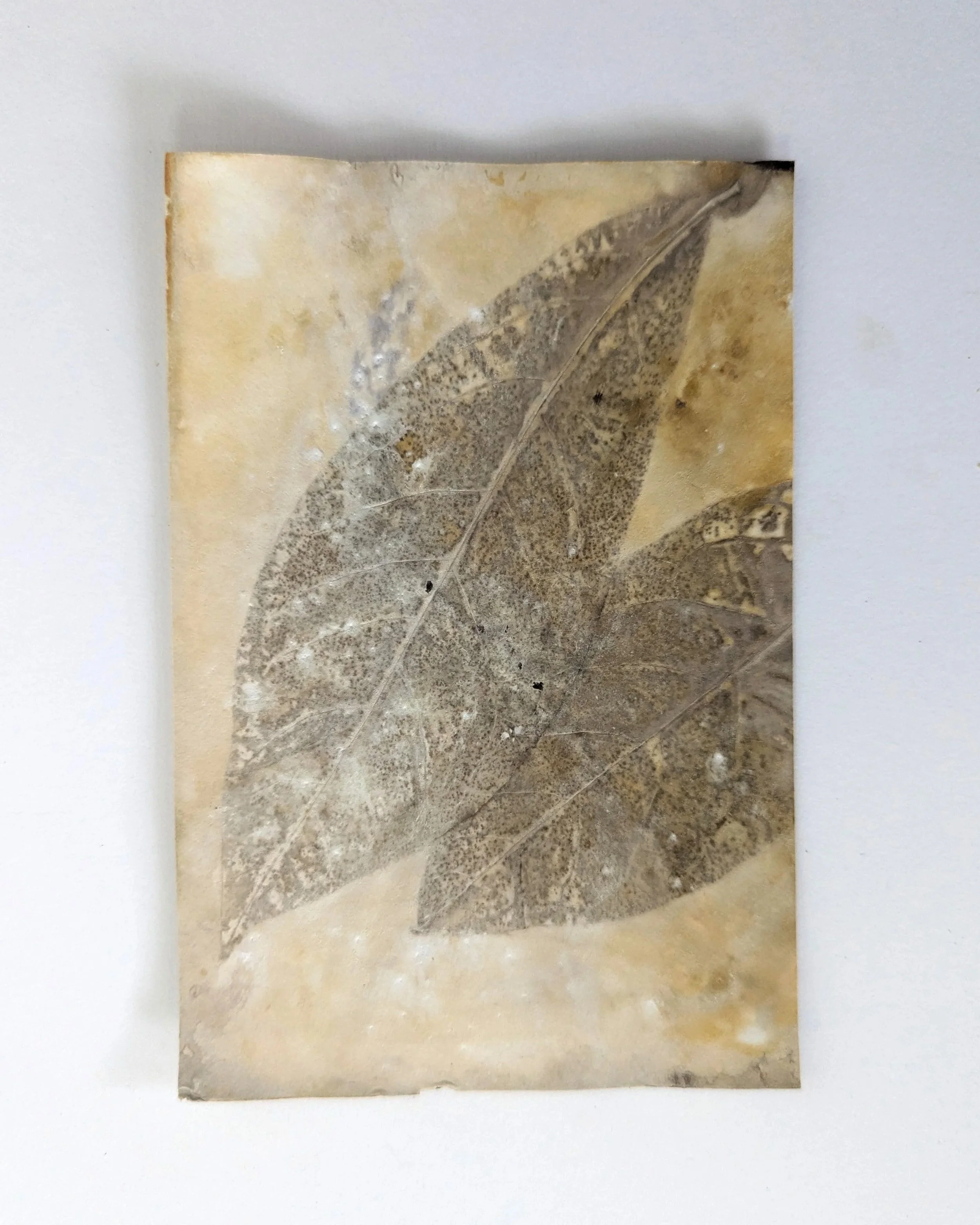 4x6_ecoprint_007b.jpg