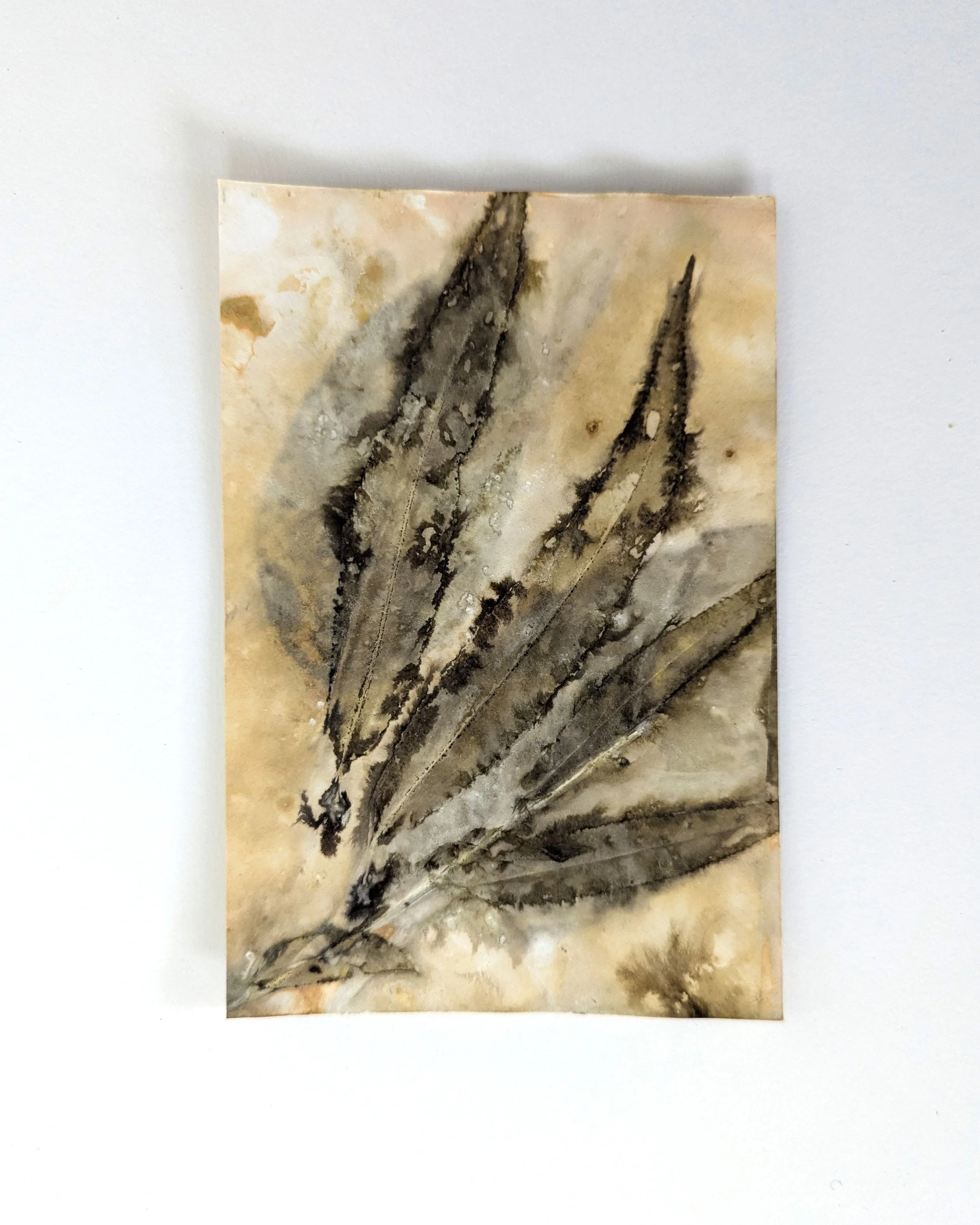 4x6_ecoprint_003b.jpg
