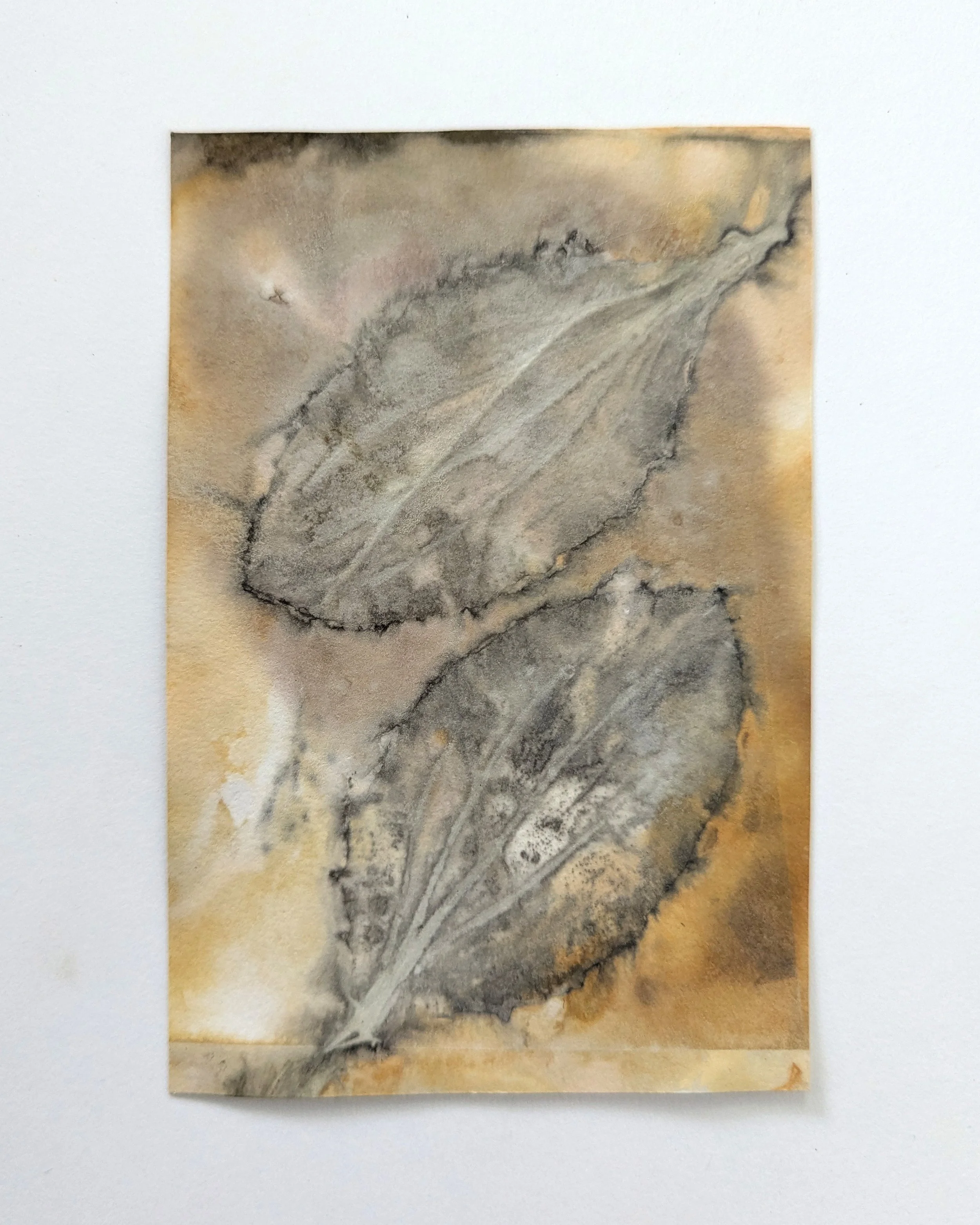 4x6_ecoprint_041b.jpg