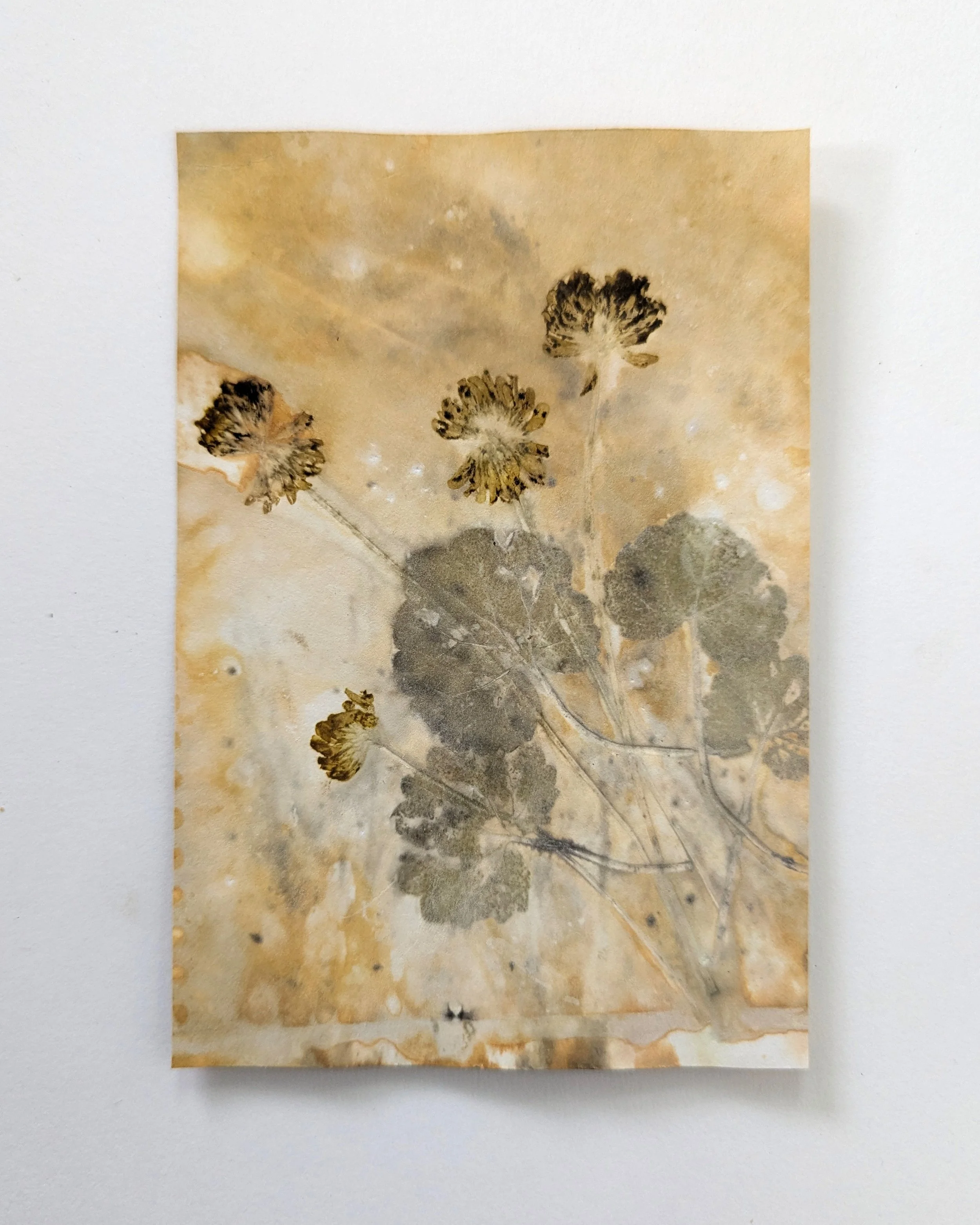 4x6_ecoprint_035b.jpg