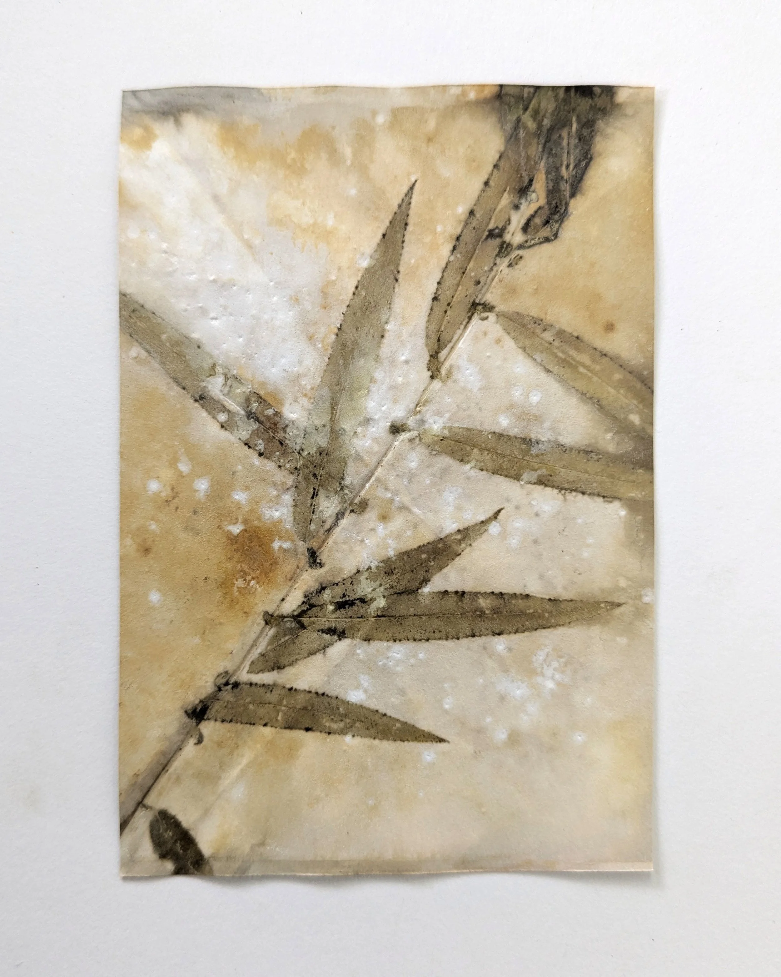 4x6_ecoprint_030b.jpg