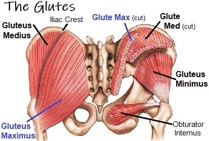 The Great Glute Article