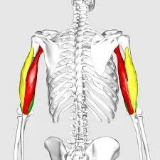 triceps.jpeg