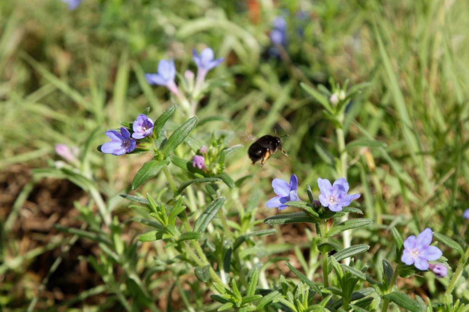 Bee-Garden_after003.jpg