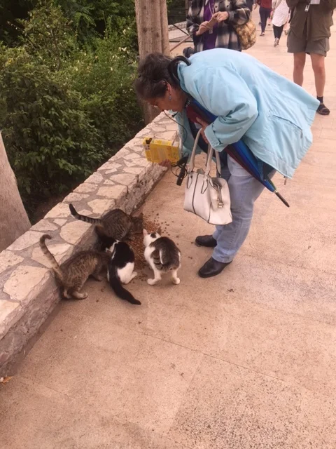 We continue to love our Greek guide Rea. She's very knowledgeable & feeds the stray cats & dogs every chance she gets.