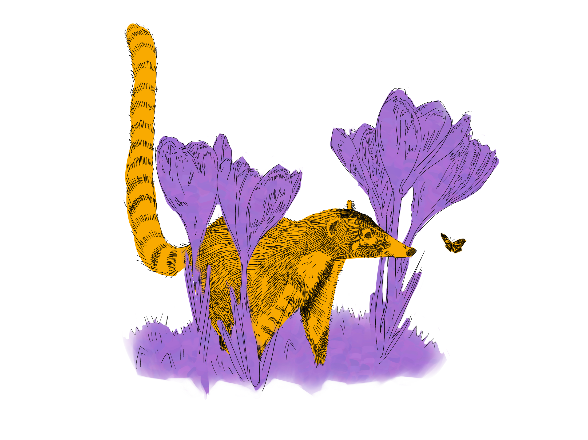 Coati Sticker