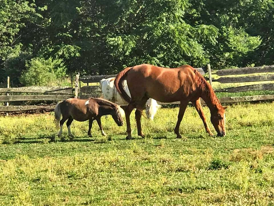 Visit with any one of our three horses during your stay. We have a large brown horse, a white pony, and a miniature horse who all love meeting new travelers.