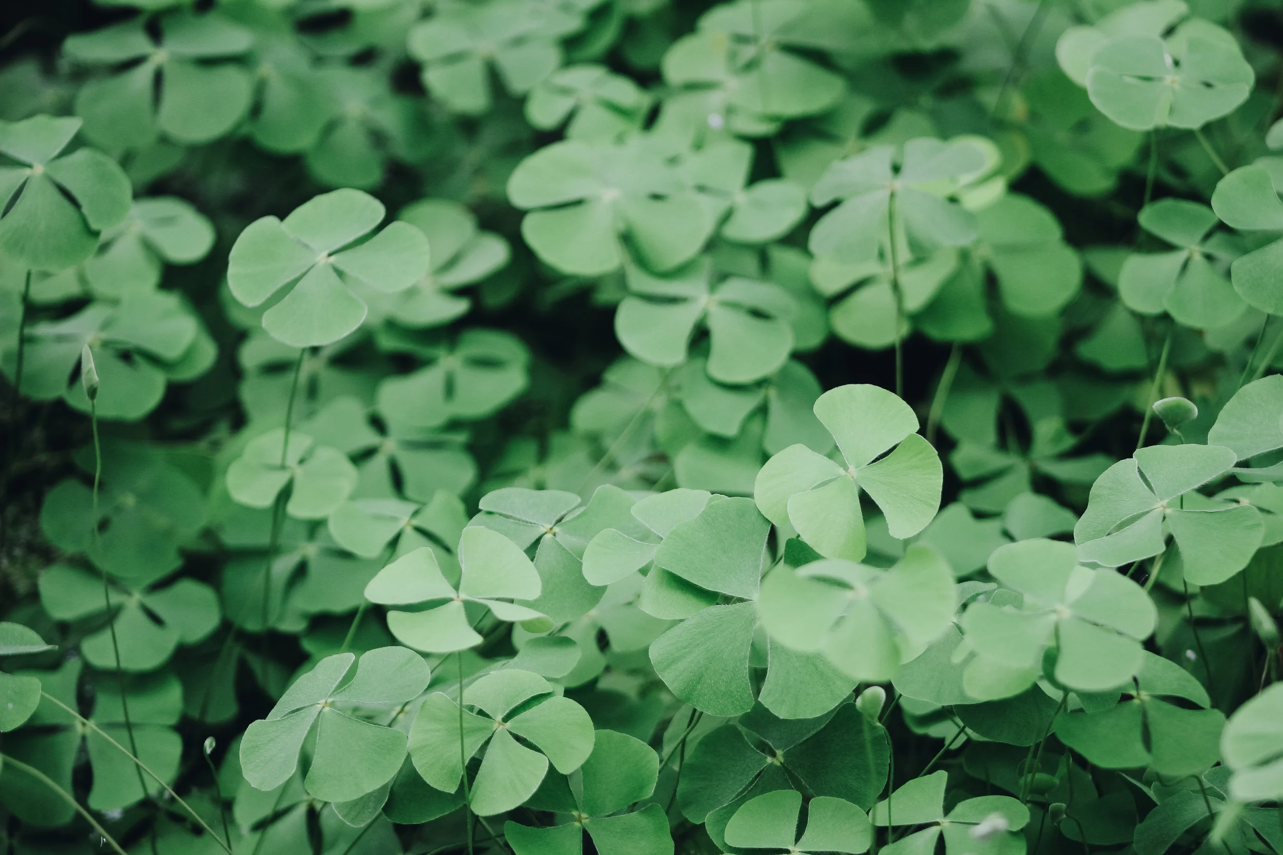 The Irish In Gettysburg