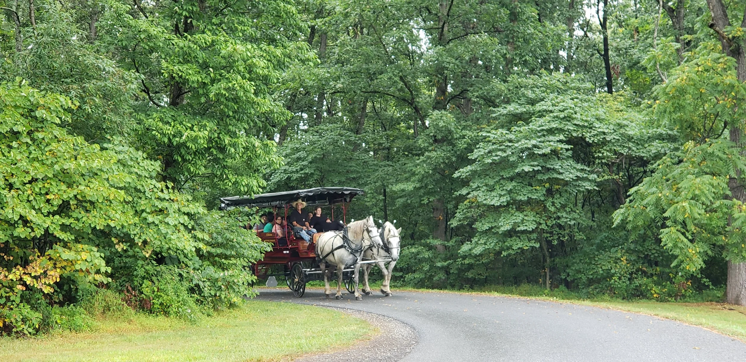  Tour the Battlefield by horse-drawn carriage 