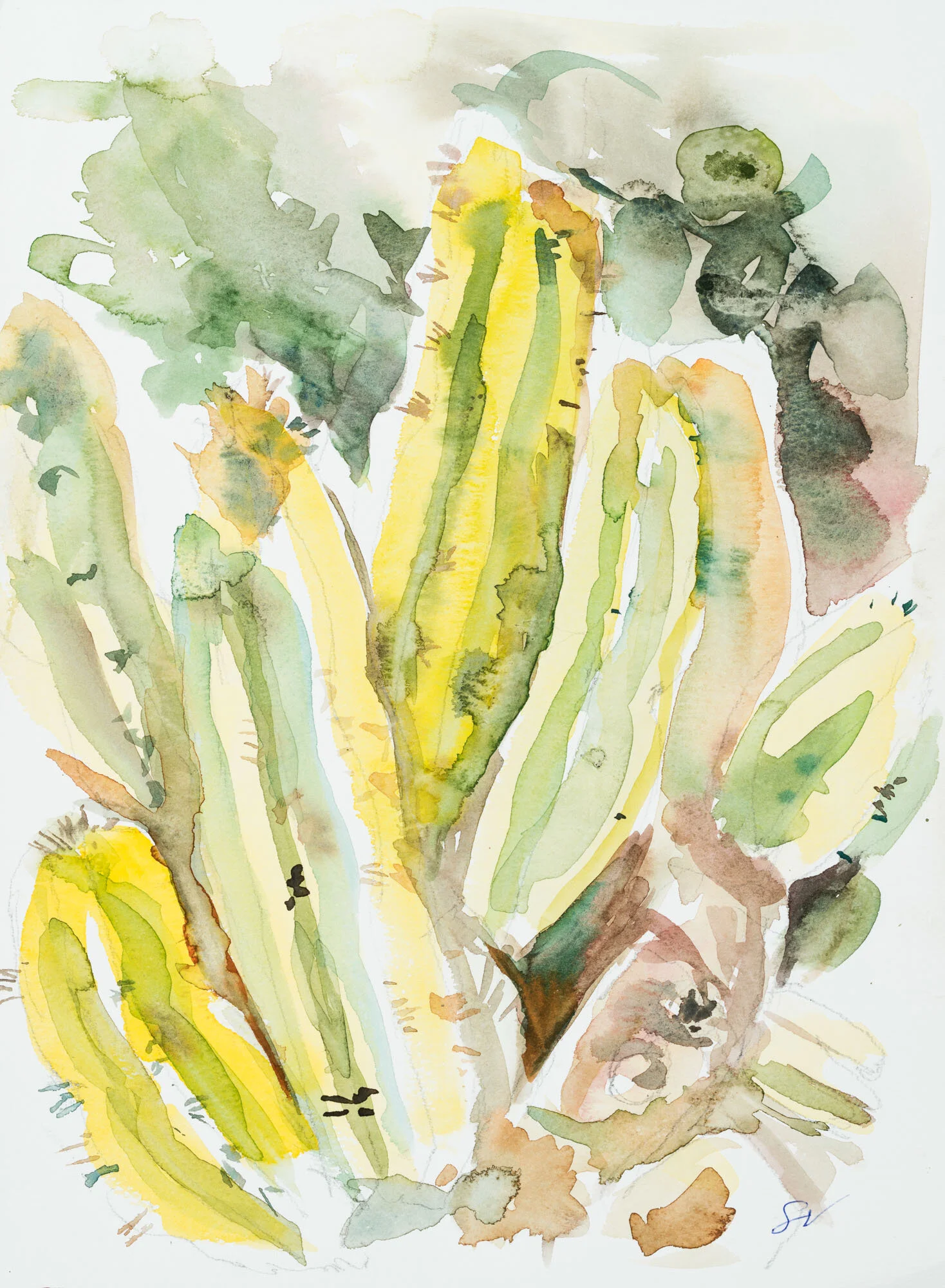 7.10_VdR_Cactus, NM.jpeg