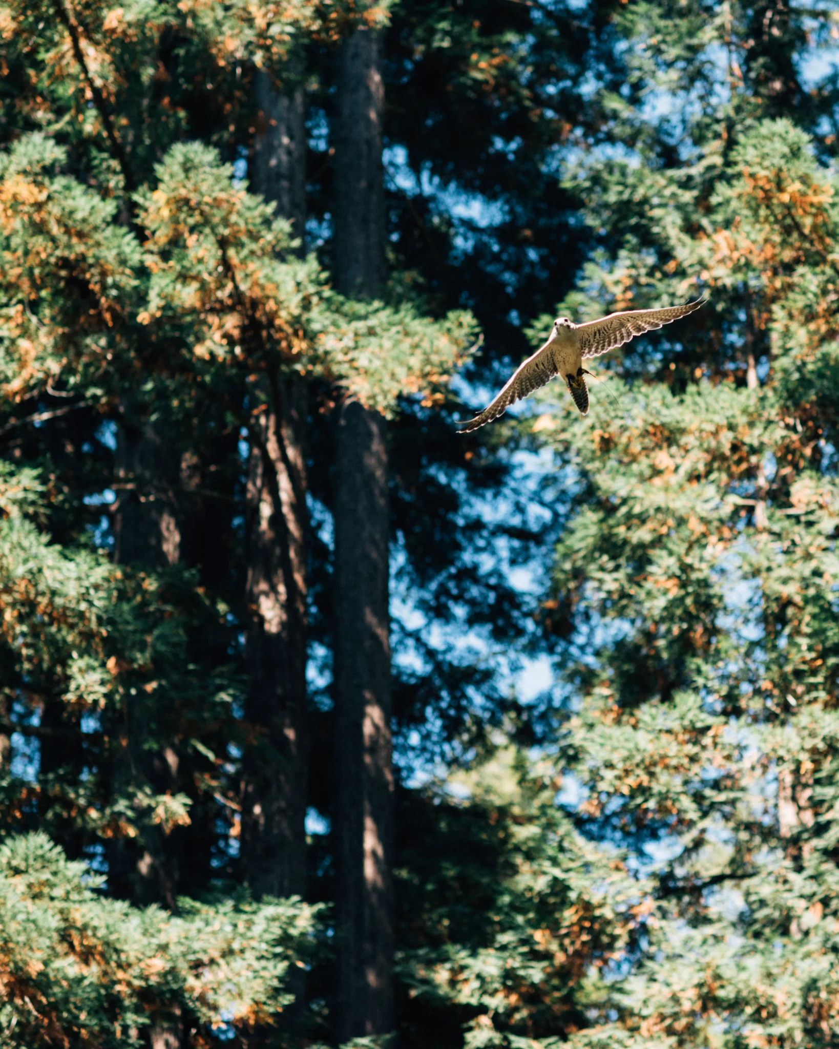 candymountaincollective-OutpostCA2017-0909_238-2.jpg