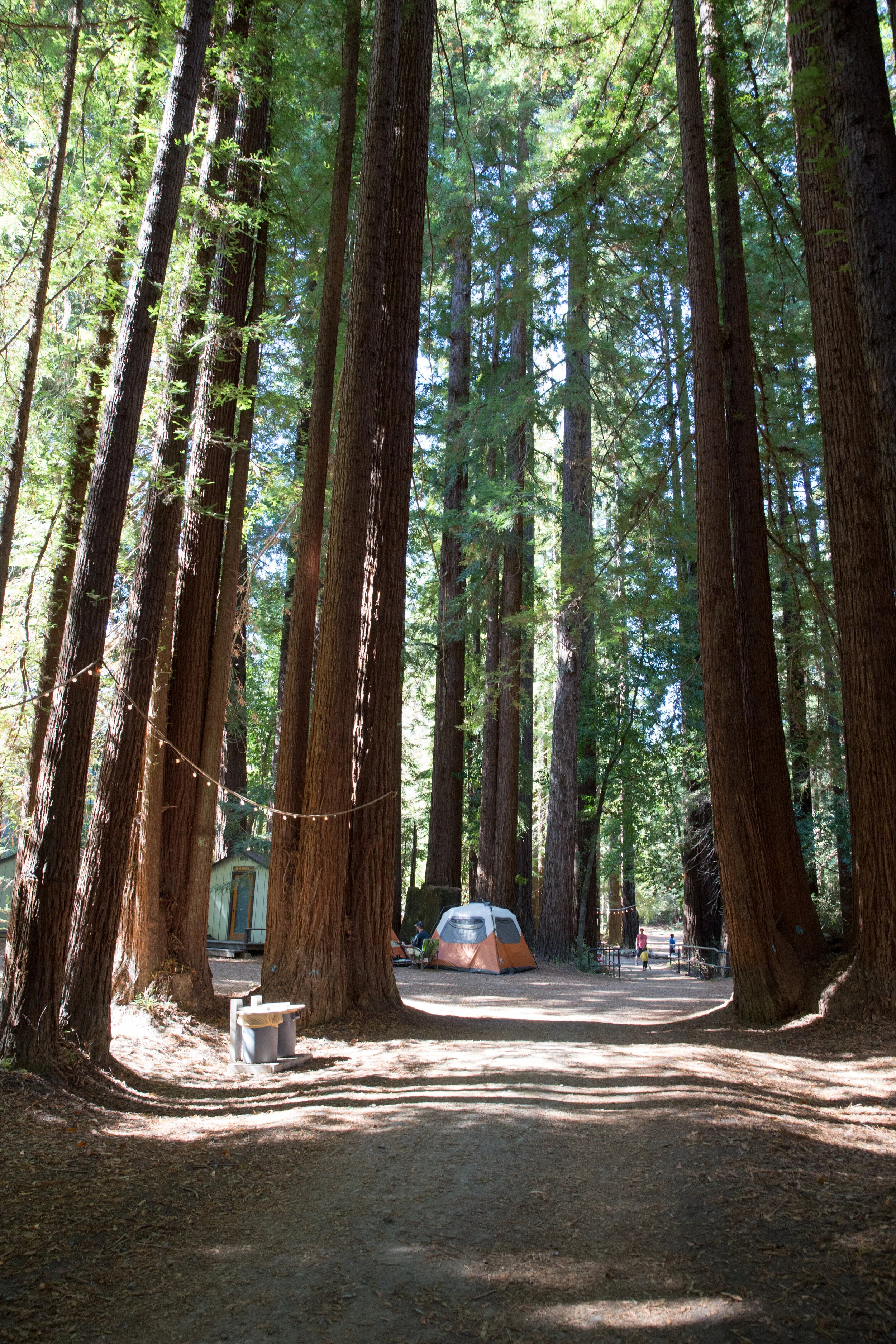 Tent trees cabin.jpg
