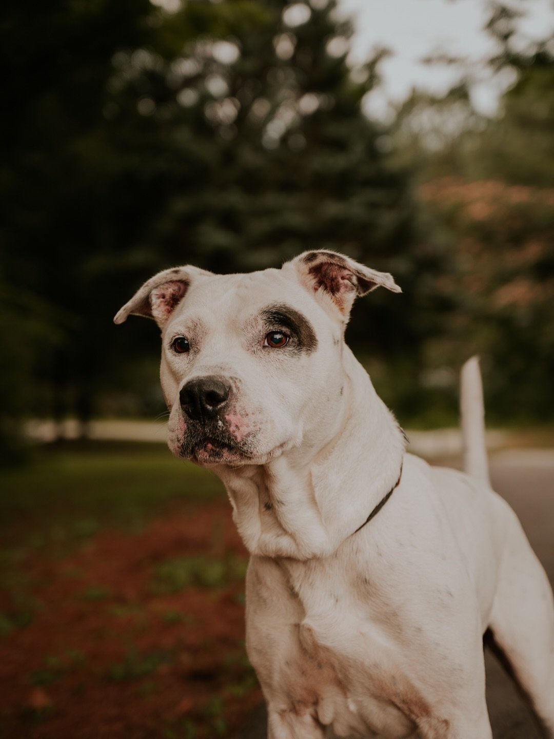 All of these beautiful pups are waiting for their forever homes. If you can&rsquo;t foster or adopt, please share them so their new families can find them.

They are currently hanging out with the great staff and volunteers @friendspauldingcoanimalco