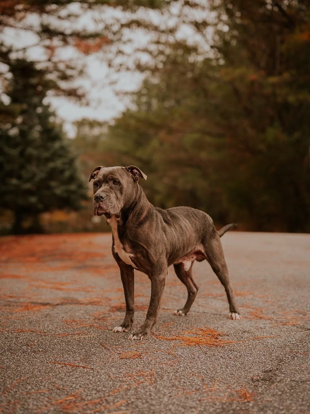 #sheltermonday is featuring again some incredible pups.

If you have ever thought about adding a furry crew member to your family, now is the time. Until then, they are all hanging out with the incredible staff and volunteers @friendspauldingcoanimal