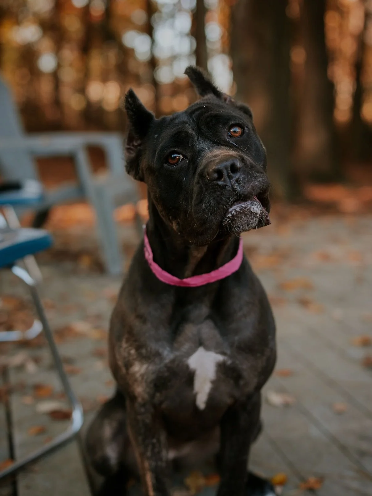 SCRAT
Cane Corso, Female, 3 years old, Spayed
Pet ID: 14510

GILBERT
American Pit Bull Terrier, Male, 1 year old, Neutered
Pet ID: 14251

NALA
Hound (Unknown Type), Female, 4 years old
Pet ID: 13857

SCARLET
Hound (Unknown Type)/American Pit Bull Ter