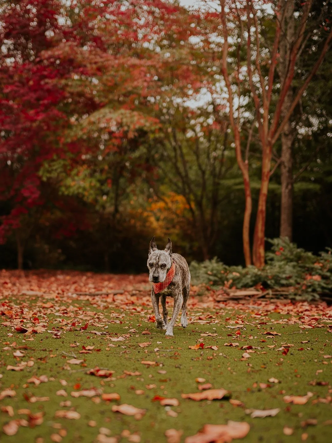 When sisters plan a session for the senior family dog who doesn&rsquo;t like the other dogs, we simply plan a session at two different homes. Nova is 16 and we completely went her speed. Toby and Cory were both adopted from @lifelineanimal during Cov
