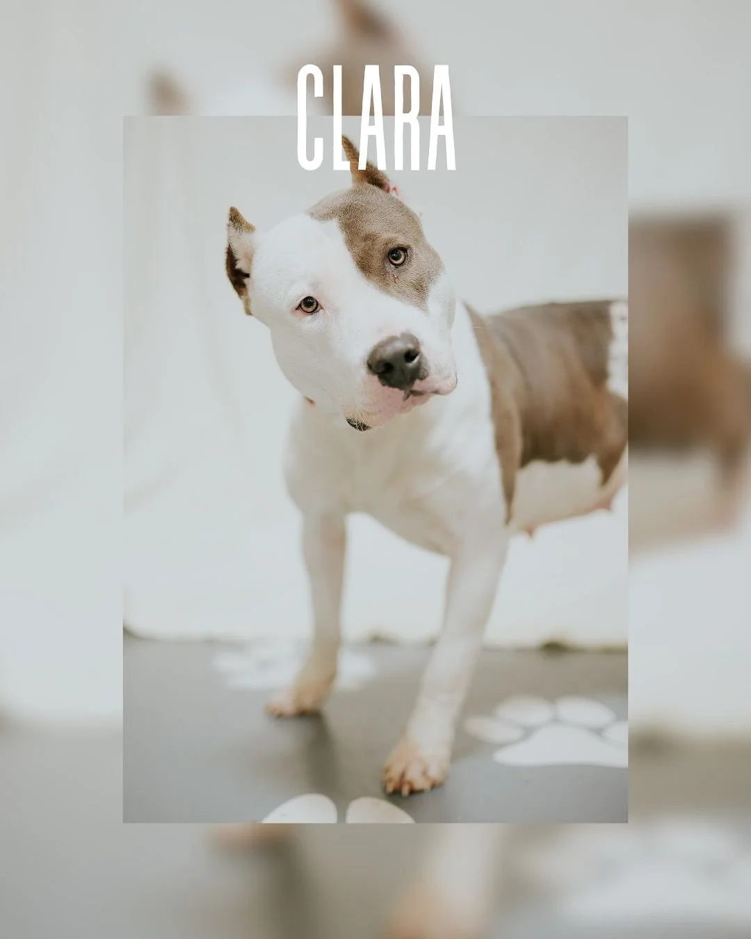I fell in love with Clara today 😍. She came into the room VERY SLOWLY and scared. Yes, even a big dog with cropped ears can be scared of things. My friends @friendspauldingcoanimalcontrol have some amazing and stunning dogs in their care. These dogs