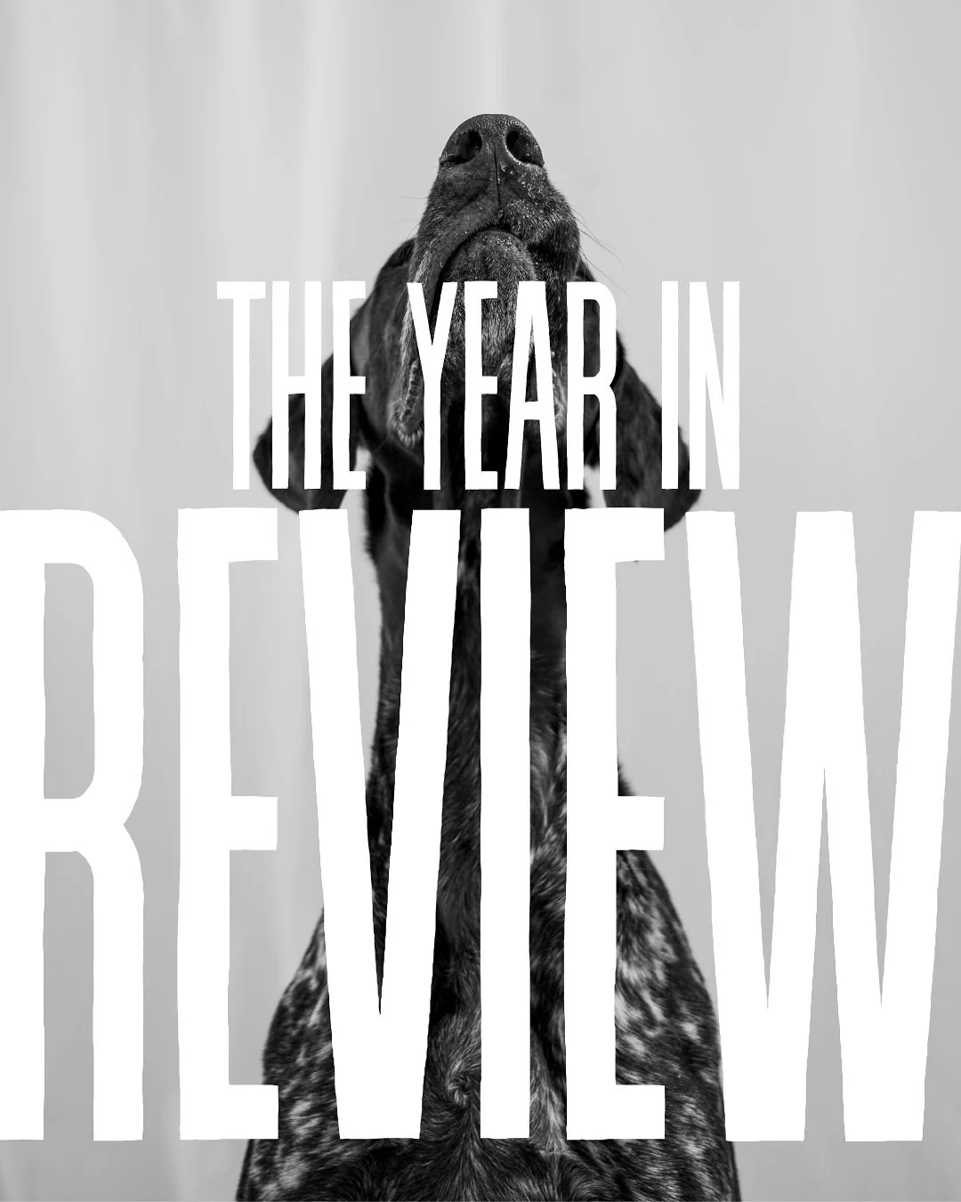 This year was an eventful and exciting one. Emotional rollercoasters as well as plenty of new connections were made. 

&bull; My amazing husband @stanktrooper never says &lsquo;no&rsquo; to foster dogs and has been my biggest cheerleader
&bull; I qui
