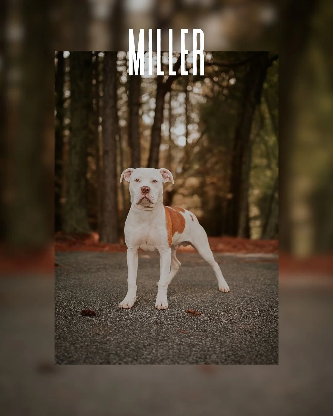 #sheltermonday is featuring again some incredible pups. May all of these incredible dogs find their forever families soon. 

If you have ever thought about adding a furry crew member to your family, now is the time. Until then, they are all hanging o