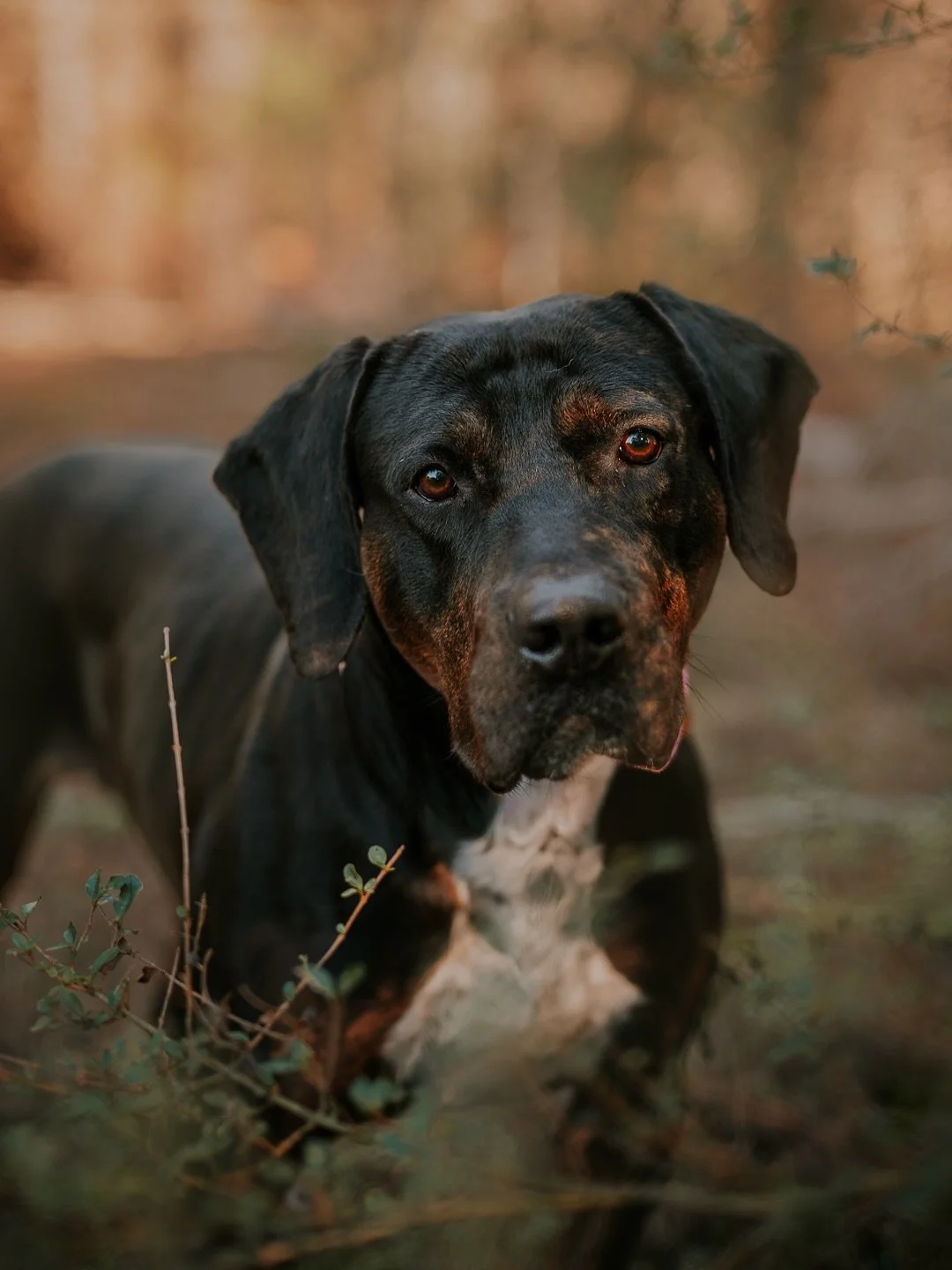 My work is mostly about the happy moments. It&rsquo;s about the dogs that are wrapped in the arms of people who love them. The kind of images that are easy to look at and easy to share.

But since I&rsquo;ve committed full time to my photography ende