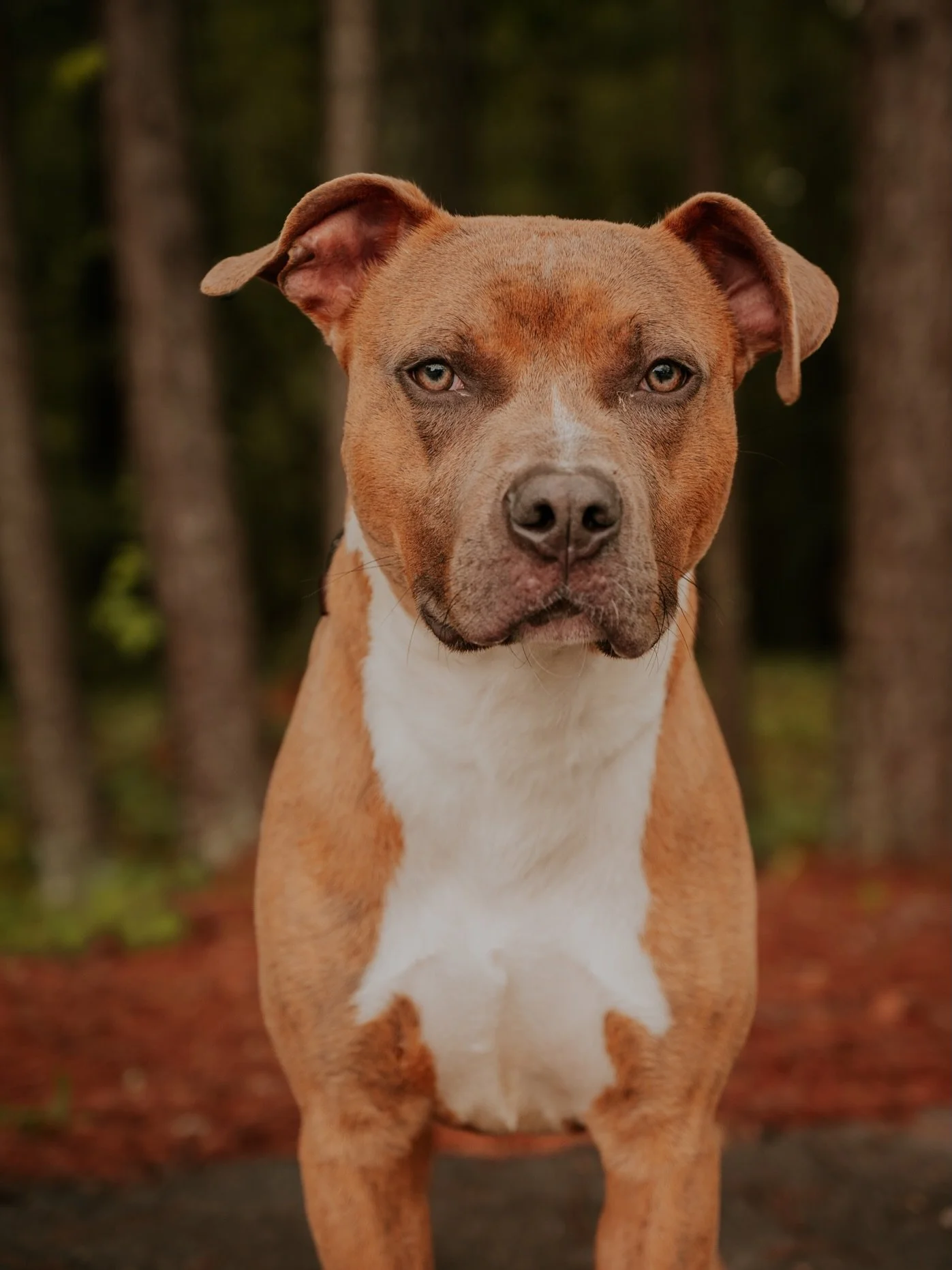 I first met Bam Bam in the spring of 2025 when he had just arrived at the shelter. He is such a stunning and beautiful boy who is young and unfortunately still waiting on his forever person to find him. He has now officially been one of the longest r