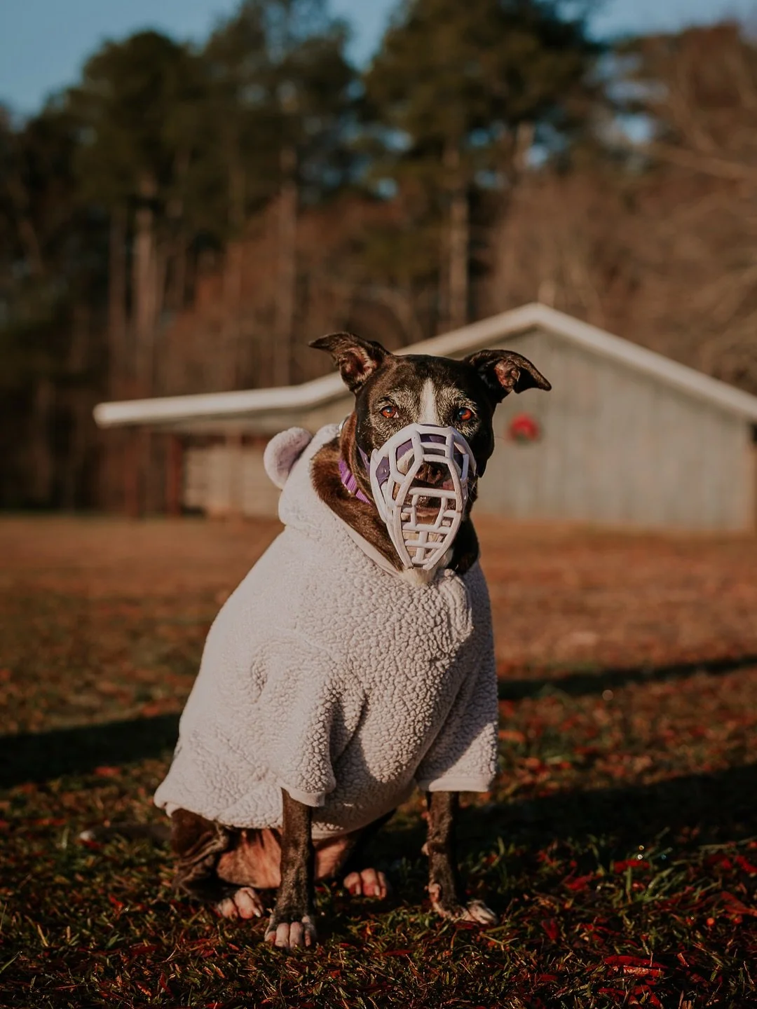 Muzzles aren&rsquo;t a &lsquo;bad dog&rsquo; label. They&rsquo;re a safety tool, a confidence builder, and often a sign of a very good human advocating for their dog. Luna wore her beautiful @the.muzzle.movement muzzle briefly during our session. Thi