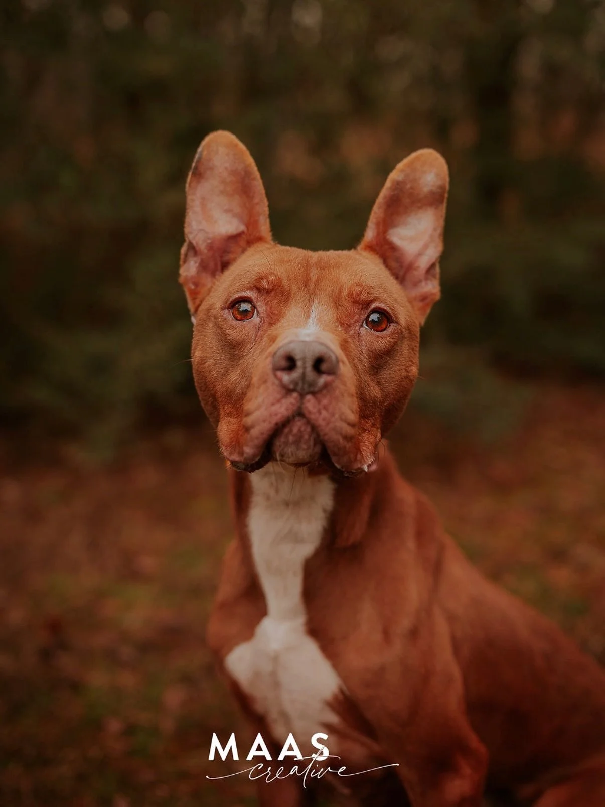 Well, my friends at Paulding County Animal Shelter are now also full&hellip; shelters are packed and this weekend we&rsquo;re back down to freezing temperatures. Adopt yourself a snuggle buddy to stay warm!! These amazing pups and way more are waitin