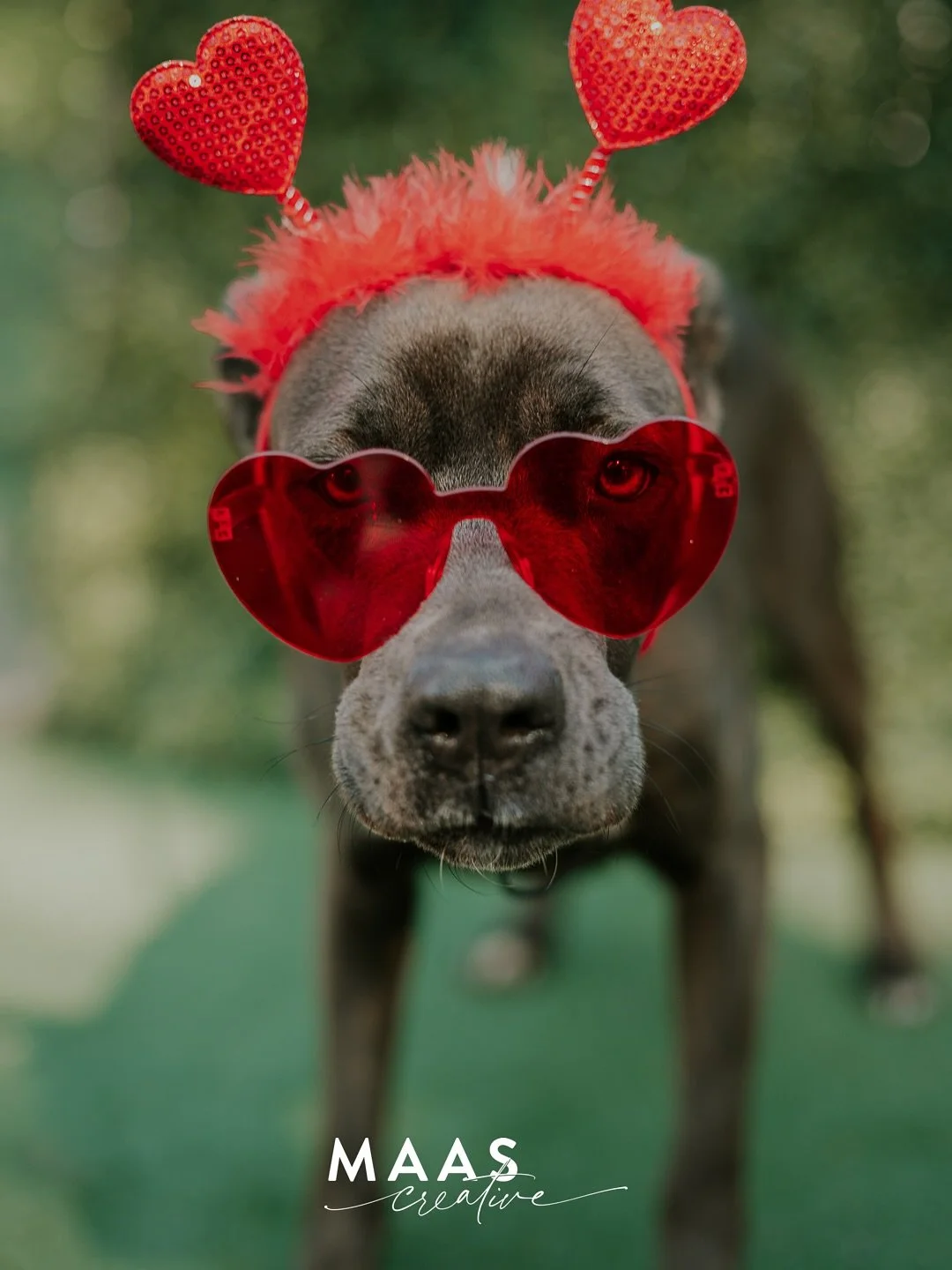 The pups had some Valentine&rsquo;s Day fun yesterday at the shelter. All of these amazing dogs are looking for their forever home. If you have ever thought about adding a fabulous, furry member to your family, now is the time. 

Until then, they wil