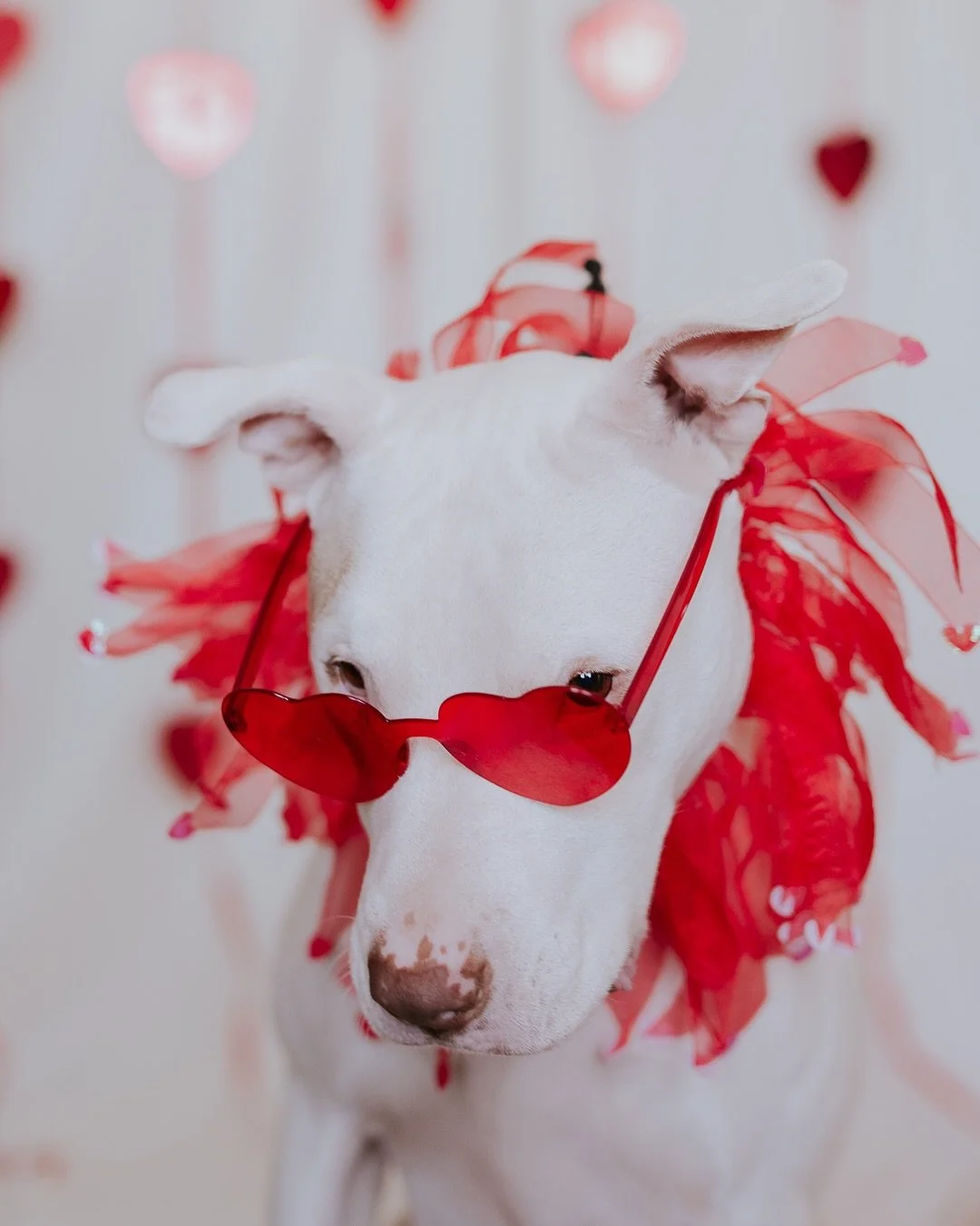 We had some V-Day fun with our very compliant pups. 💕 no dogs were harmed or humiliated in the making of these images. They were quite healthily reimbursed with treats and play time. 

#atlantadogphotographer #dogsofatlanta #dogphotoshoot #adoptdont