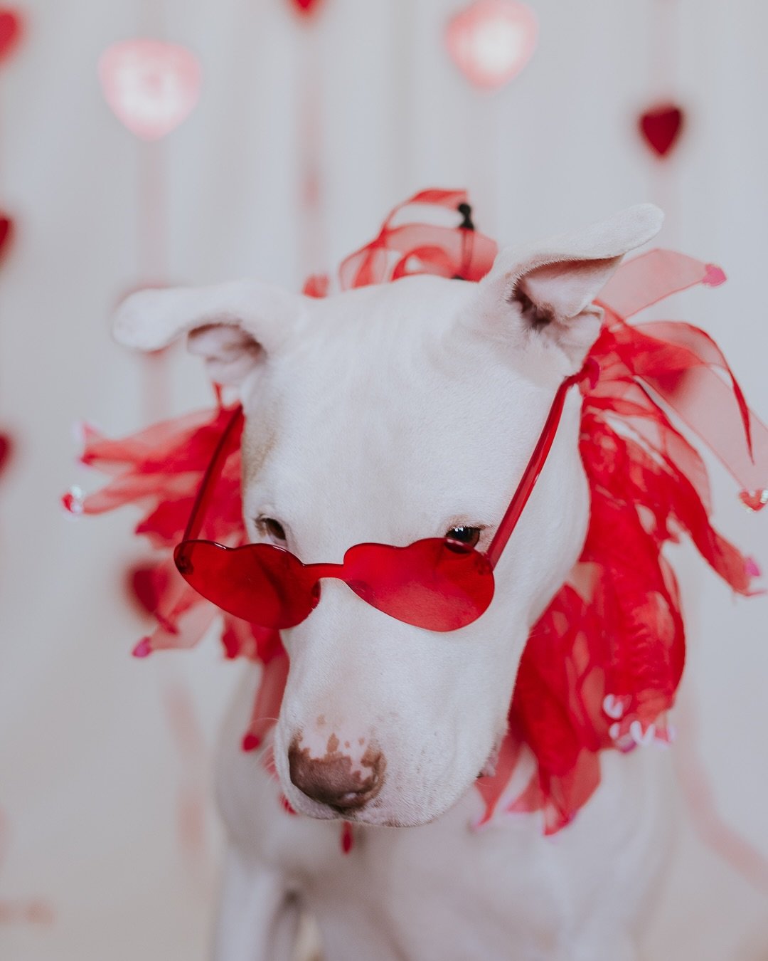 We had some V-Day fun with our very compliant pups. 💕 no dogs were harmed or humiliated in the making of these images. They were quite healthily reimbursed with treats and play time. 

#atlantadogphotographer #dogsofatlanta #dogphotoshoot #adoptdont