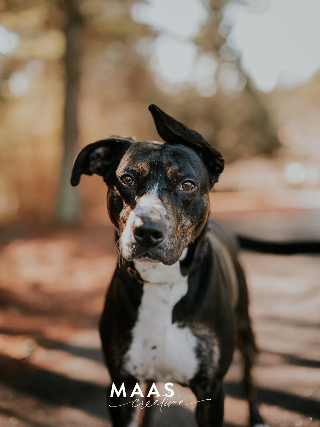 These beautiful pups and kittens are waiting for their forever home. If you have ever thought about adding a loyal and sweet companion to your family, now is the time. 

Until then, they will be waiting for you:

Paulding County Animal Control
779 In