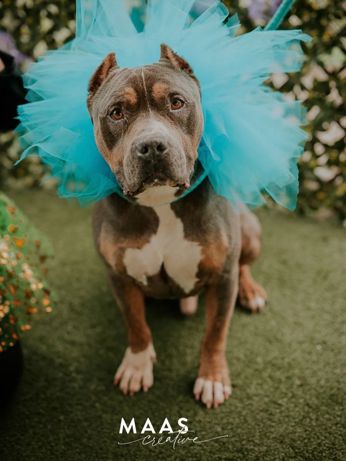 It was a busy weekend with a fun pup cup event at @cobbcountyanimalservices alongside @cloverrep with lots of help from @sharing.lov and all of the other amazing volunteers who showed up early to get the dogs involved in the fun. Thank you all for ma