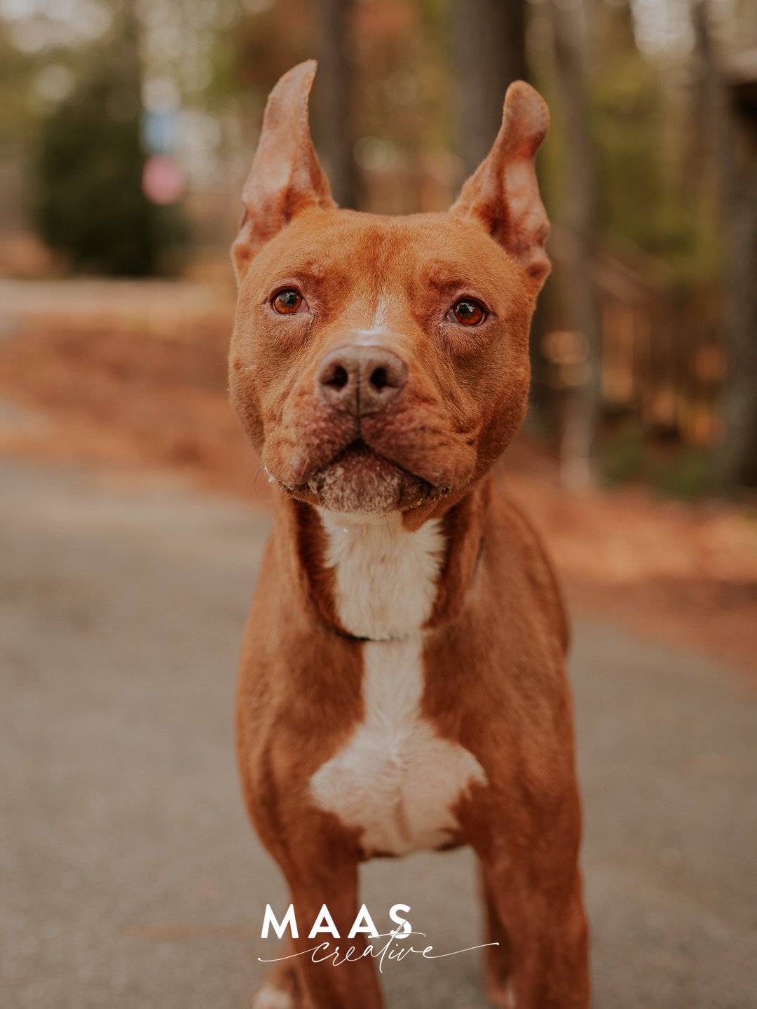 #sheltermonday is featuring again some incredible pups.

If you have ever thought about adding a loyal and sweet companion to your family, now is the time. 

Until then, they will be waiting for you:

Paulding County Animal Control
779 Industrial Blv