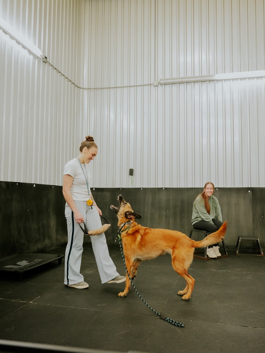 Another batch of photos from the @mirrorimagek9 workshop before the entire gallery gets sent out. If you post your pictures, please tag me. I want to follow all of your dogs here. 😊

#atlantadogphotographer #dogsofatlanta #dogphotoshoot #adoptdontsh