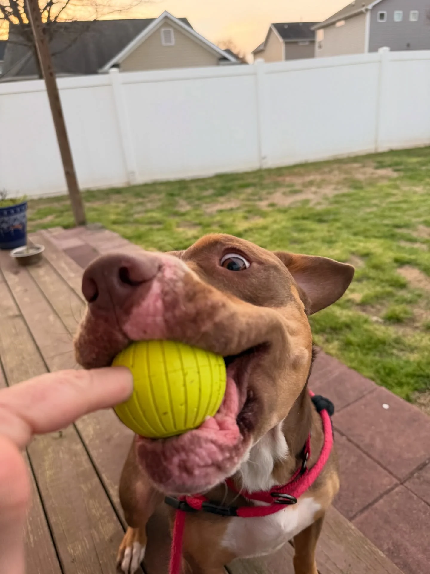 This is our handsome and goofy foster boy Jeter. He has a great foundation, knows a surprising amount of commands, walks amazingly on leash, and will not leave your side when walking on trail. He&rsquo;s about medium energy and has started wanting to