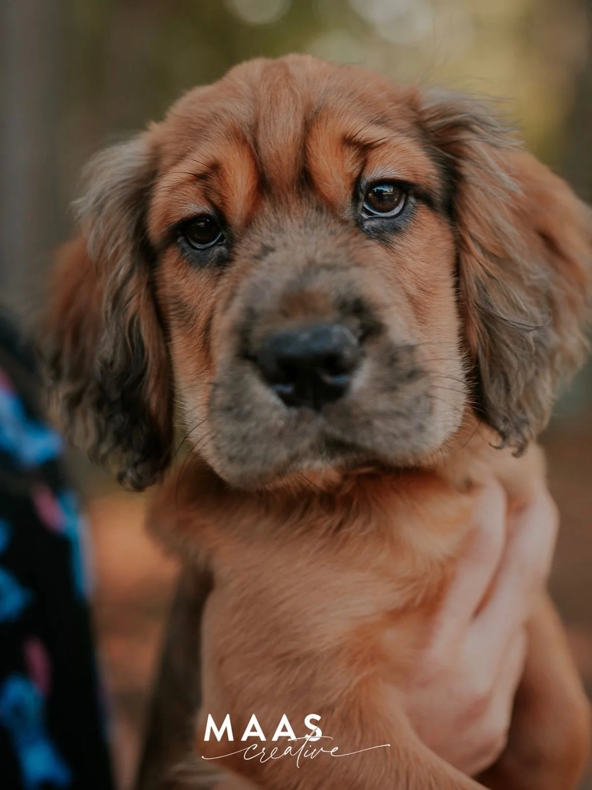 On #sheltermonday I go and hang out with some of the sweet pups at Paulding County Animal Control. 

If you have ever thought about adding a loyal and sweet companion to your family, now is the time. 

Until then, they will be waiting for you:

Pauld