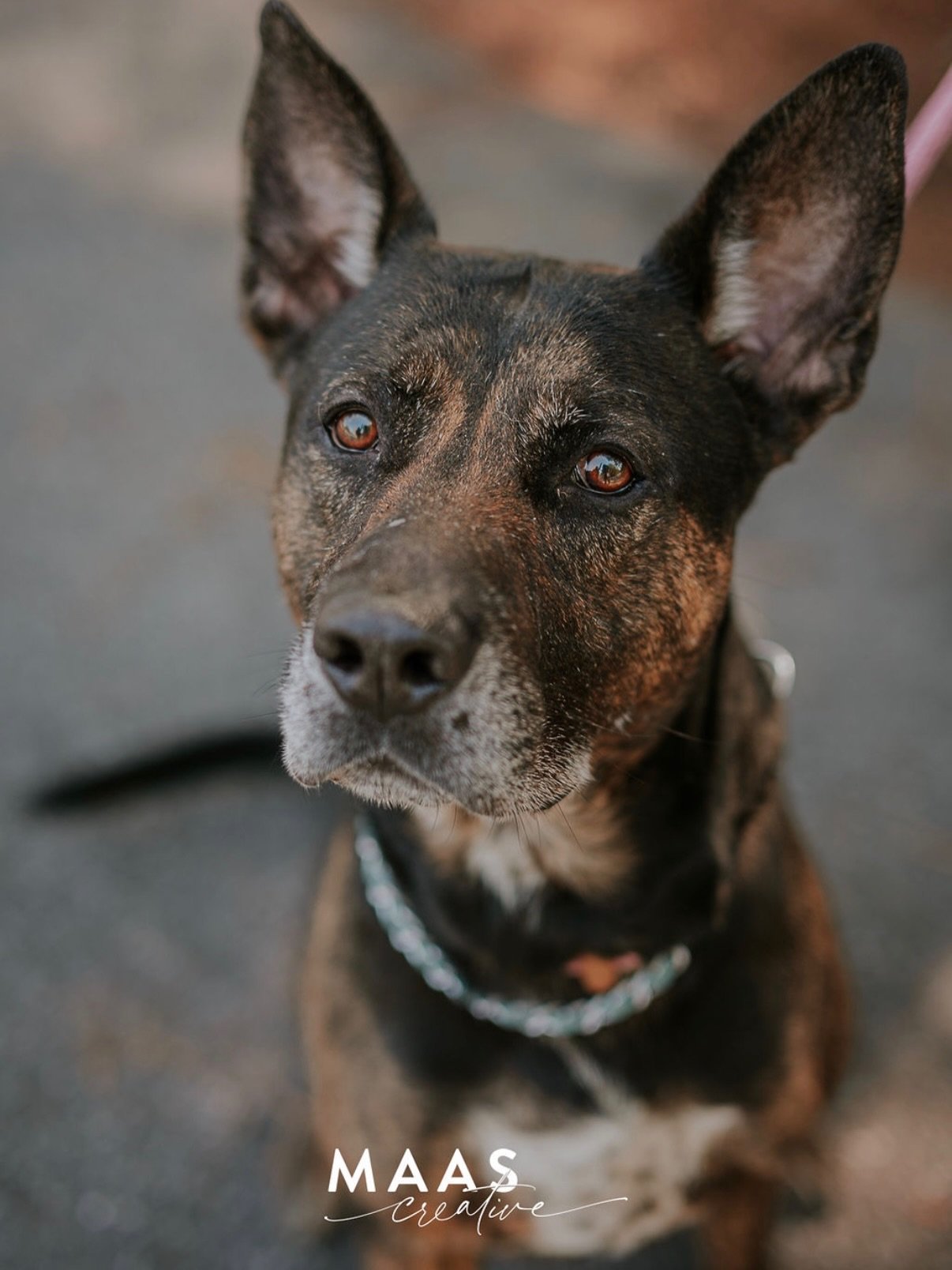 #sheltermonday is featuring again some incredible pups.

If you have ever thought about adding a loyal and sweet companion to your family, now is the time. 

Until then, they will be waiting for you:

Paulding County Animal Control
779 Industrial Blv